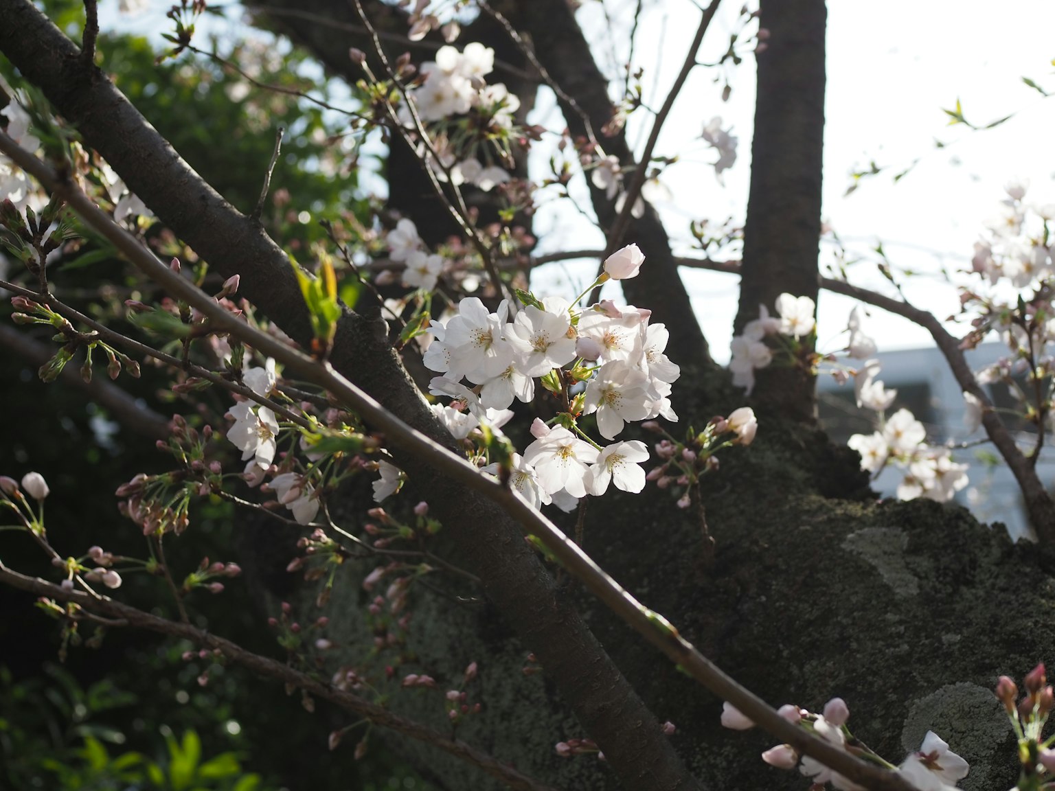 Primo piano di fiori di ciliegio sui rami di un albero