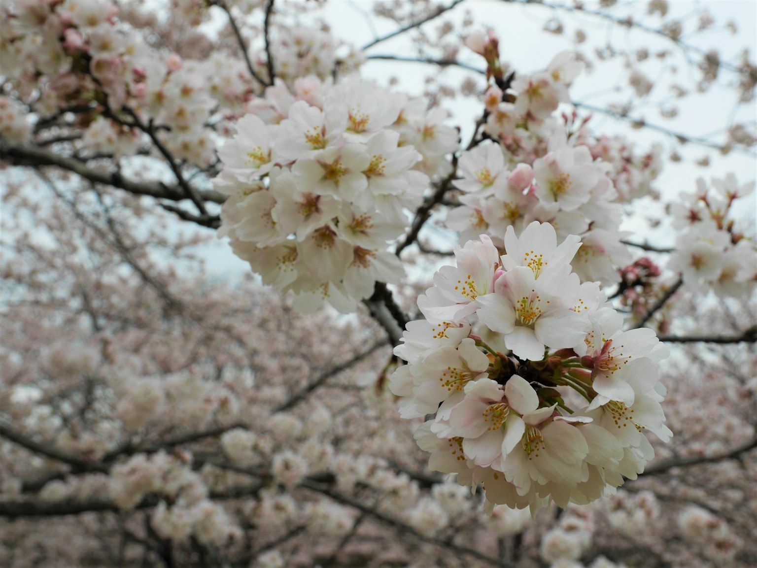 Close-up bunga sakura di cabang