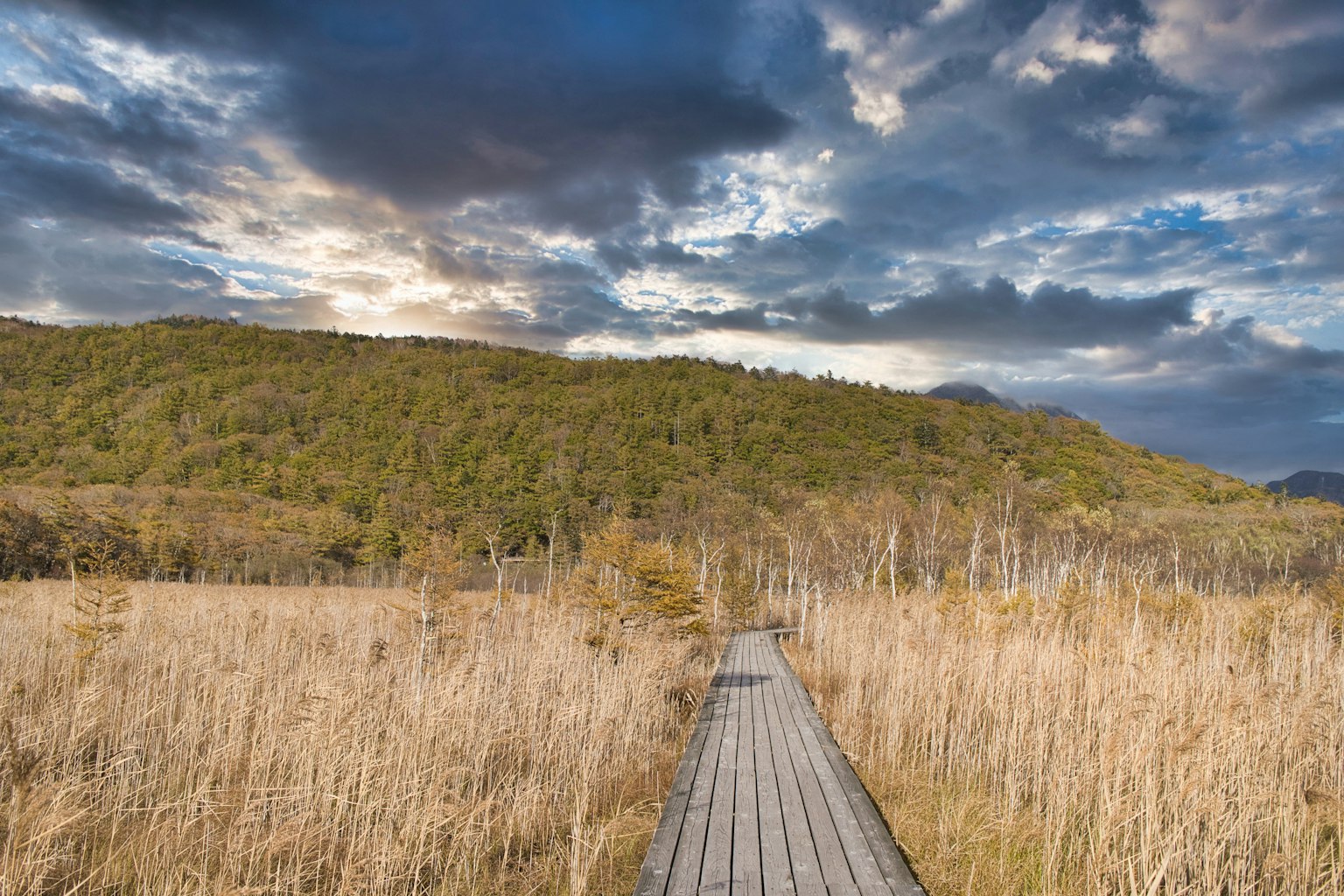 Sendero de madera escénico a través de un humedal con cielo azul y colinas distantes