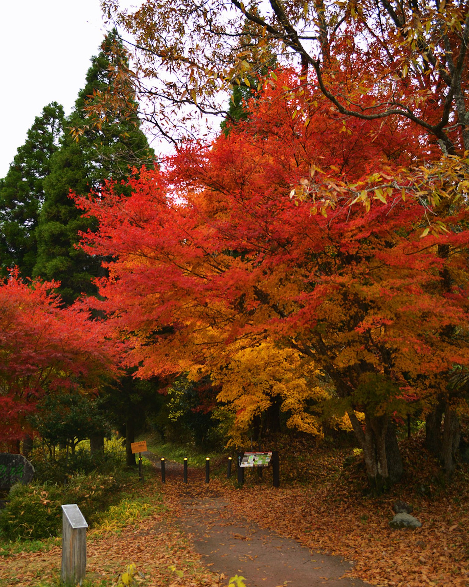 Sentier bordé de feuillage d'automne vibrant en rouge et jaune