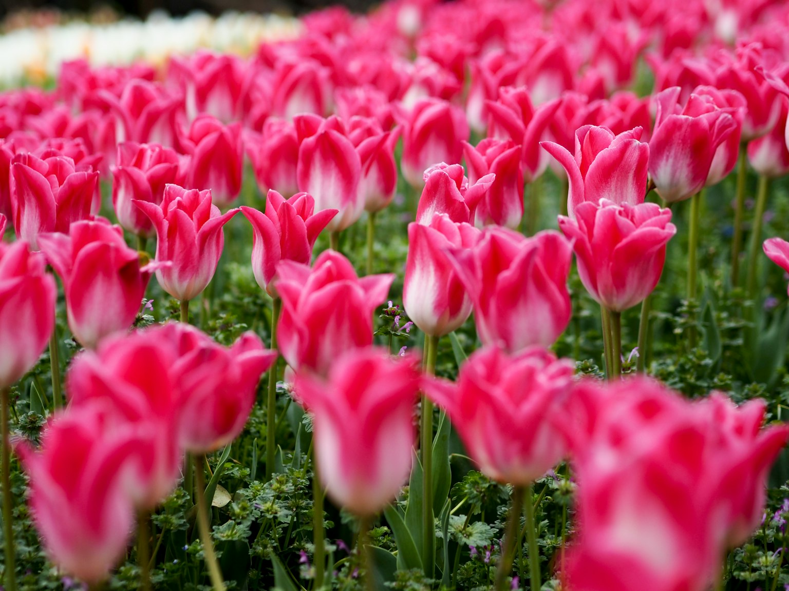 Nahaufnahme eines Feldes mit rosa Tulpen