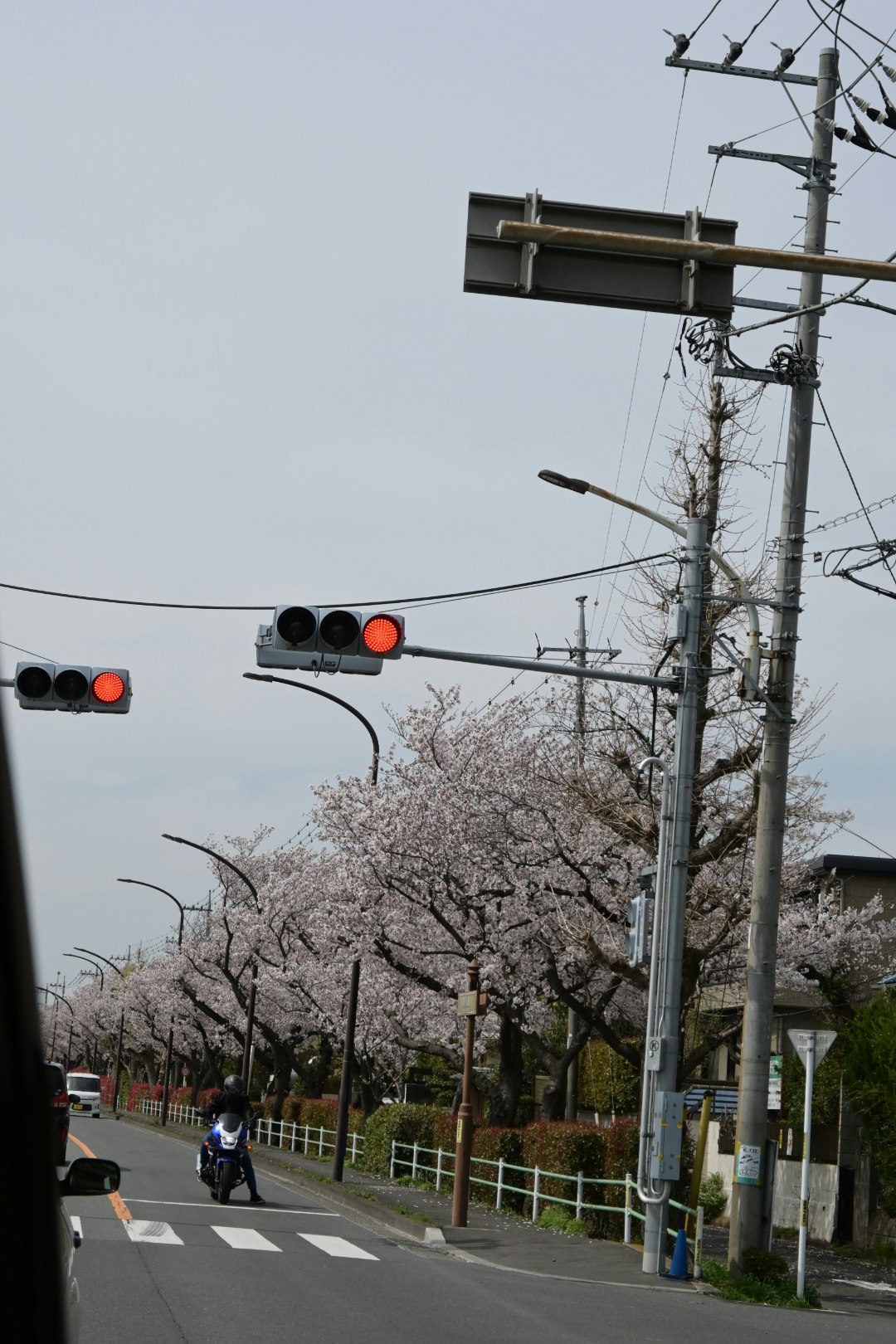 桜並木のある道路を横切る信号機と電柱