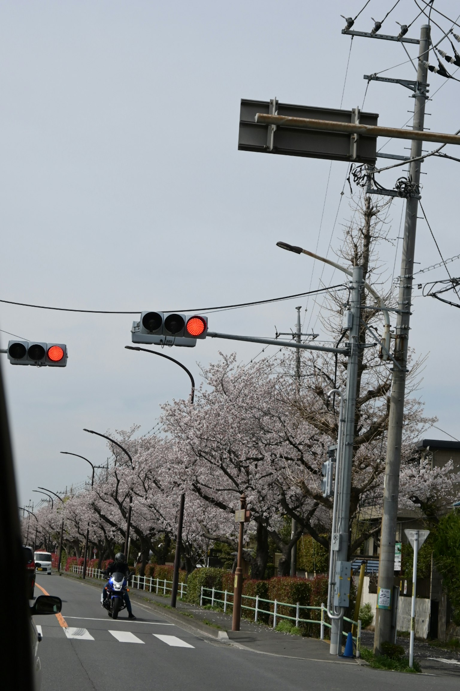 Persimpangan dengan lampu merah dan sepeda motor dekat pohon sakura
