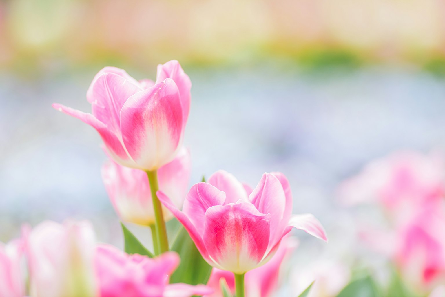 Beautiful garden featuring soft pink tulips in bloom