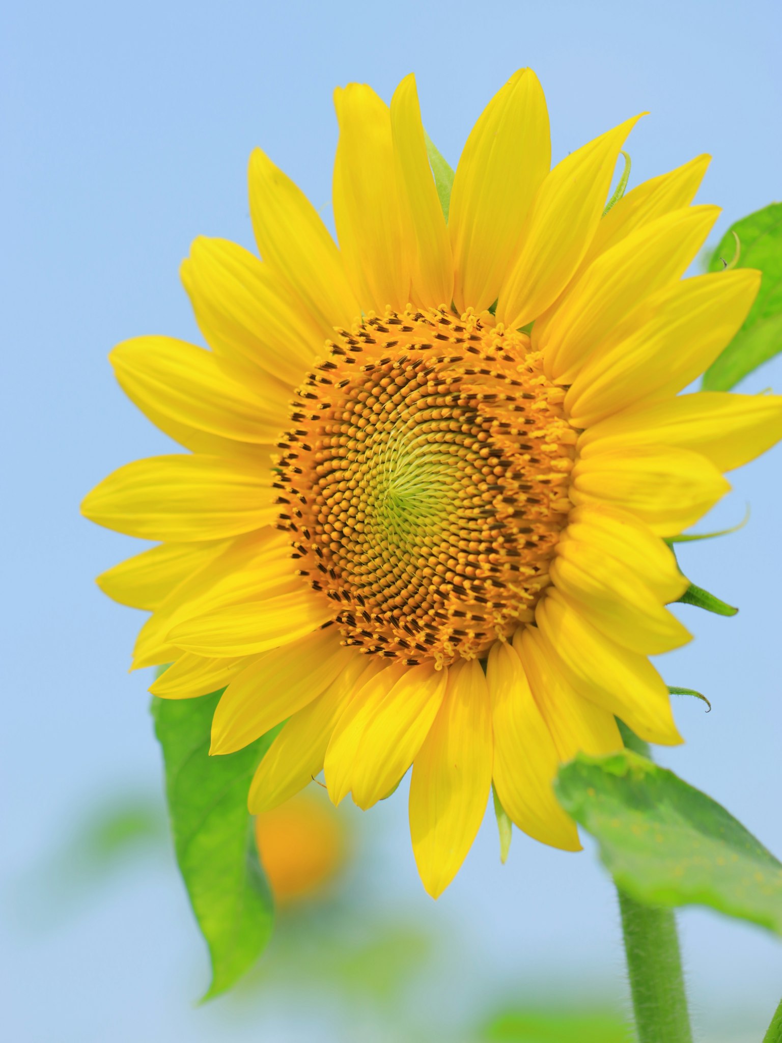 Girasol amarillo vibrante con hojas verdes contra un cielo azul