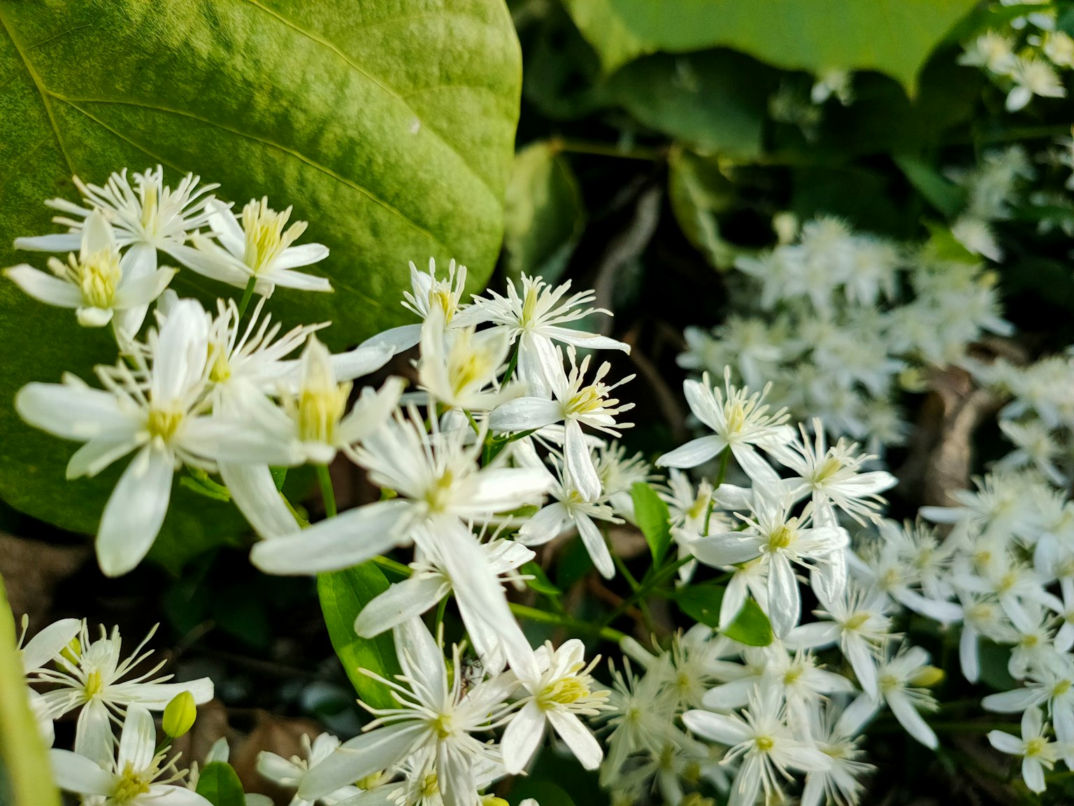 Un gros plan de fleurs blanches délicates entourées de feuilles vertes