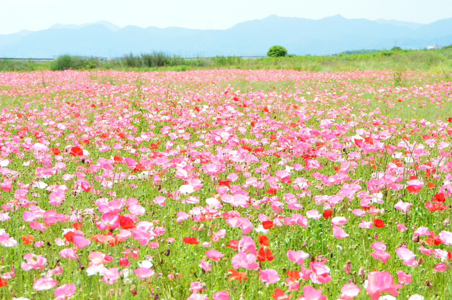 Vast landscape filled with blooming colorful flowers