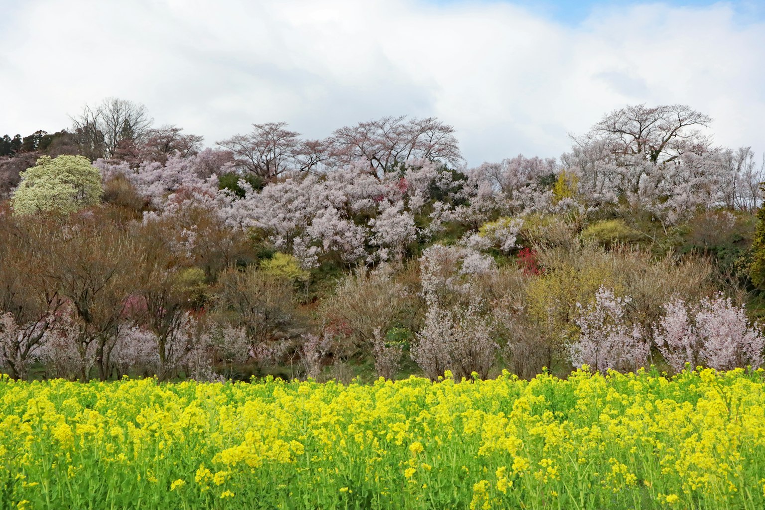 ทุ่งดอกเรพซีดสีเหลืองสดใสกับต้นซากุระที่บานอยู่เบื้องหลัง