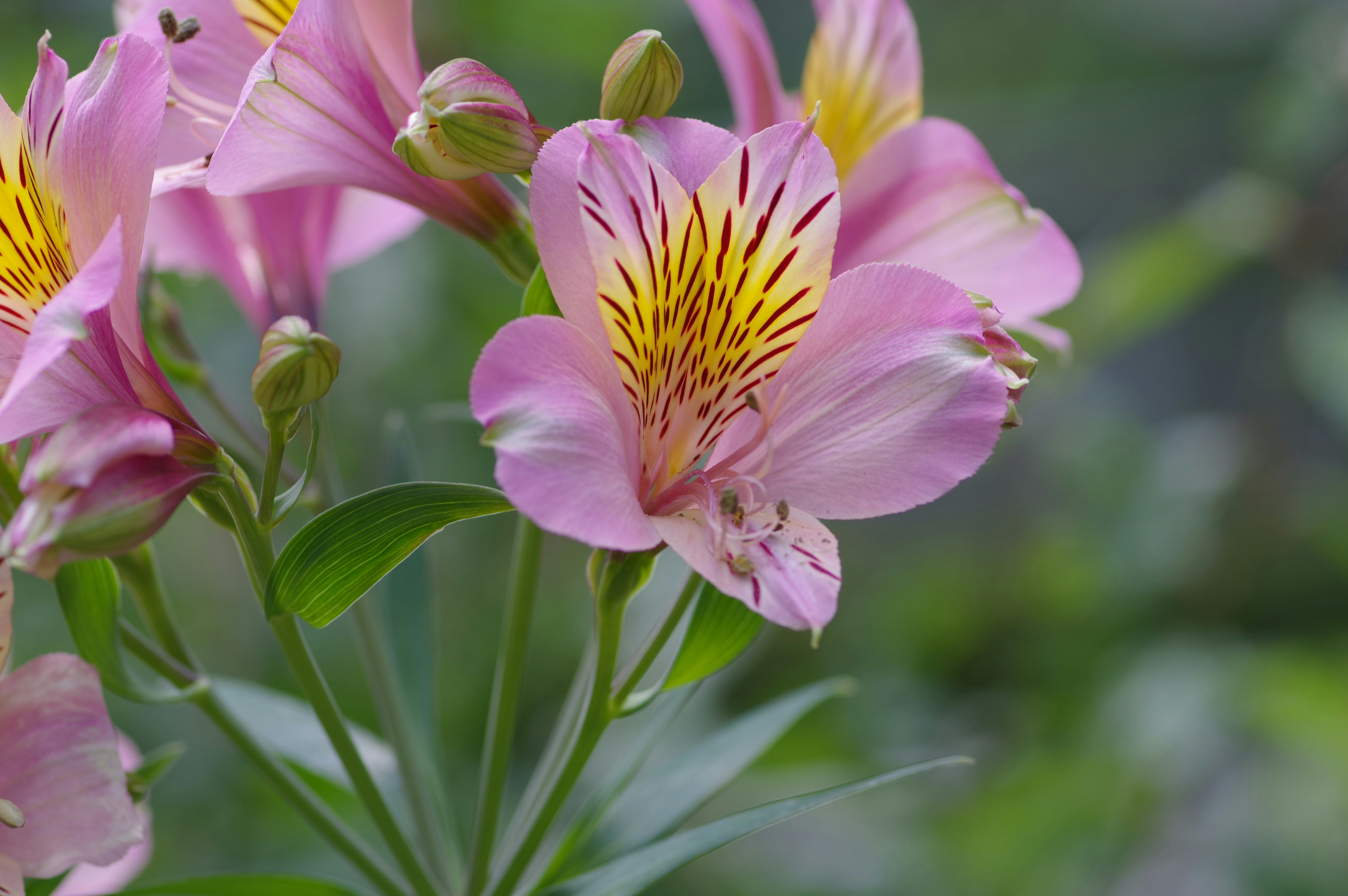 ピンクのアルストロメリアの花のクローズアップ