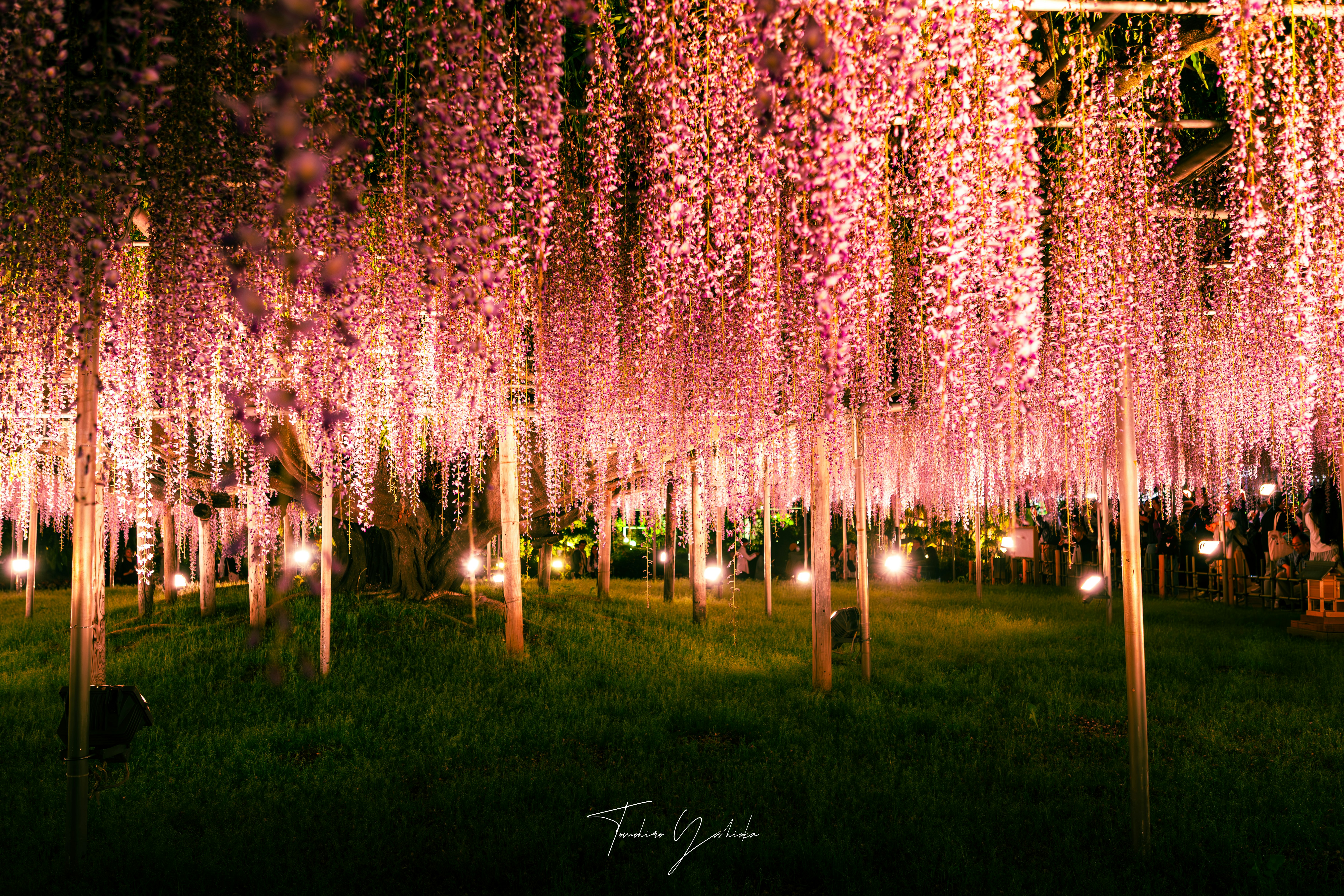 藤の花のトンネルがライトアップされた花園の夜景