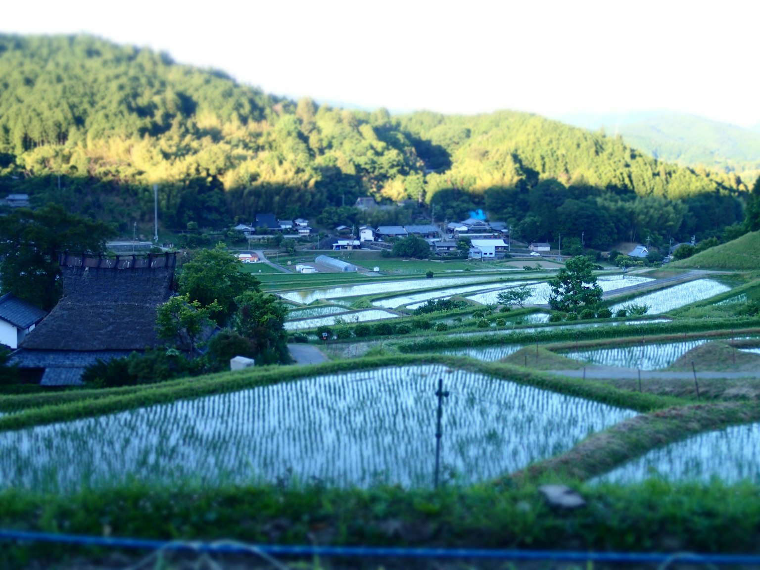 계단식 쌀밭과 녹색 산의 경치