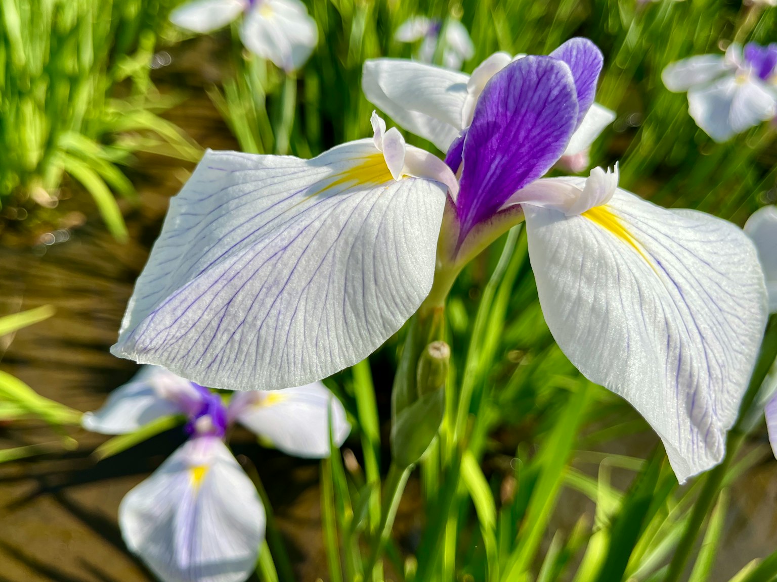 Flor de iris con pétalos blancos y acentos morados