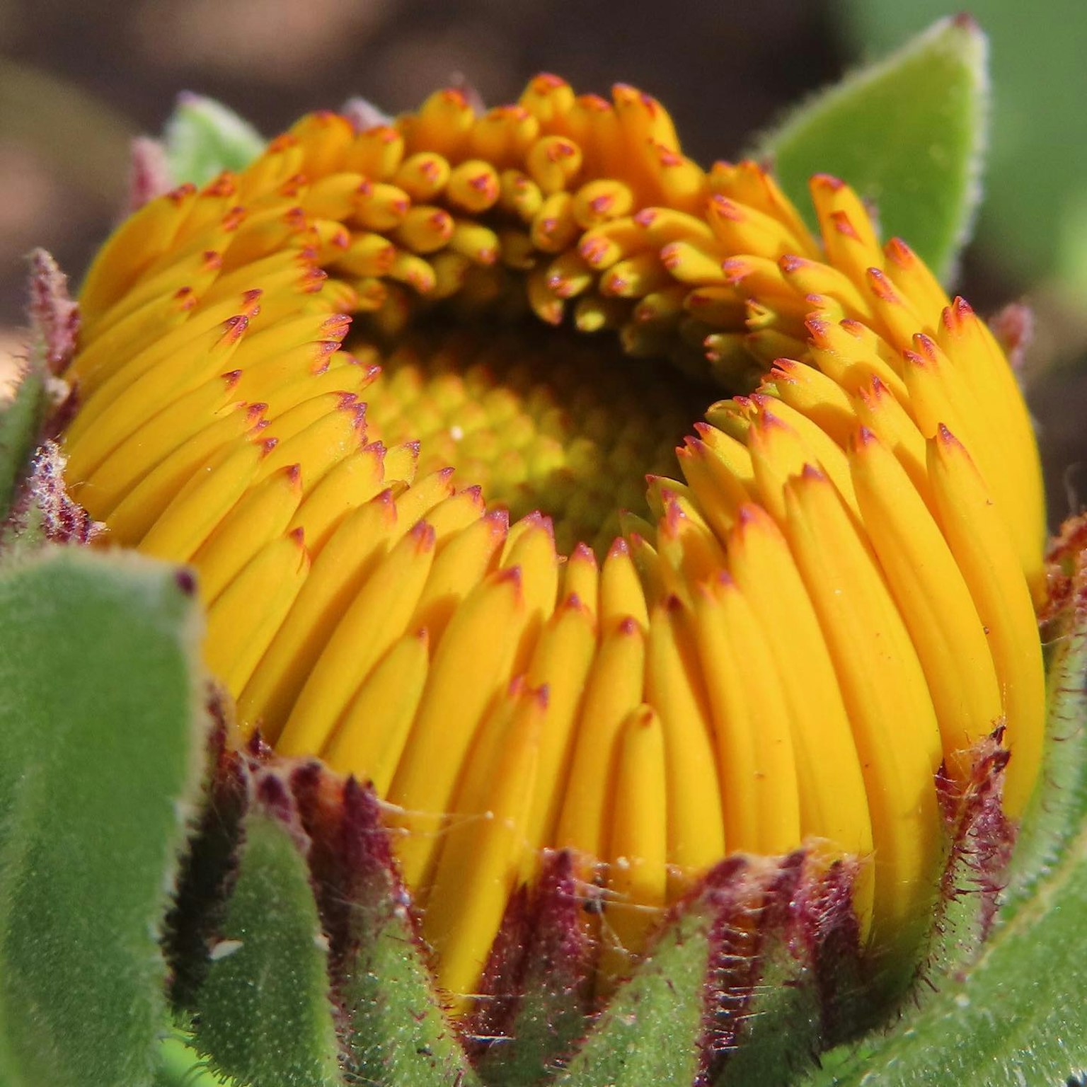 Primo piano di un bocciolo di fiore giallo che si apre parzialmente con un intricato arrangiamento di petali