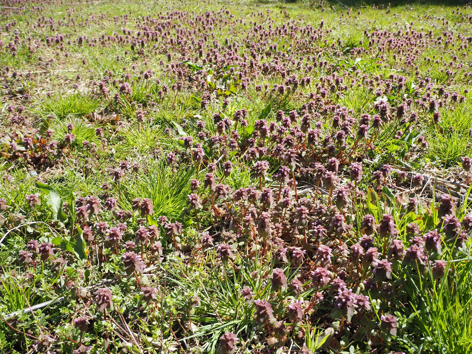 Un paysage de fleurs violettes dans un champ herbeux