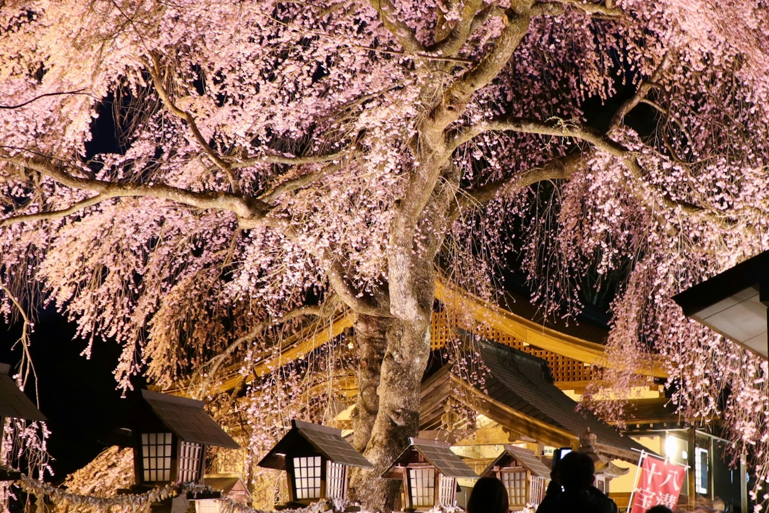 Beautiful night view of cherry blossoms in Kyoto large cherry tree and traditional buildings