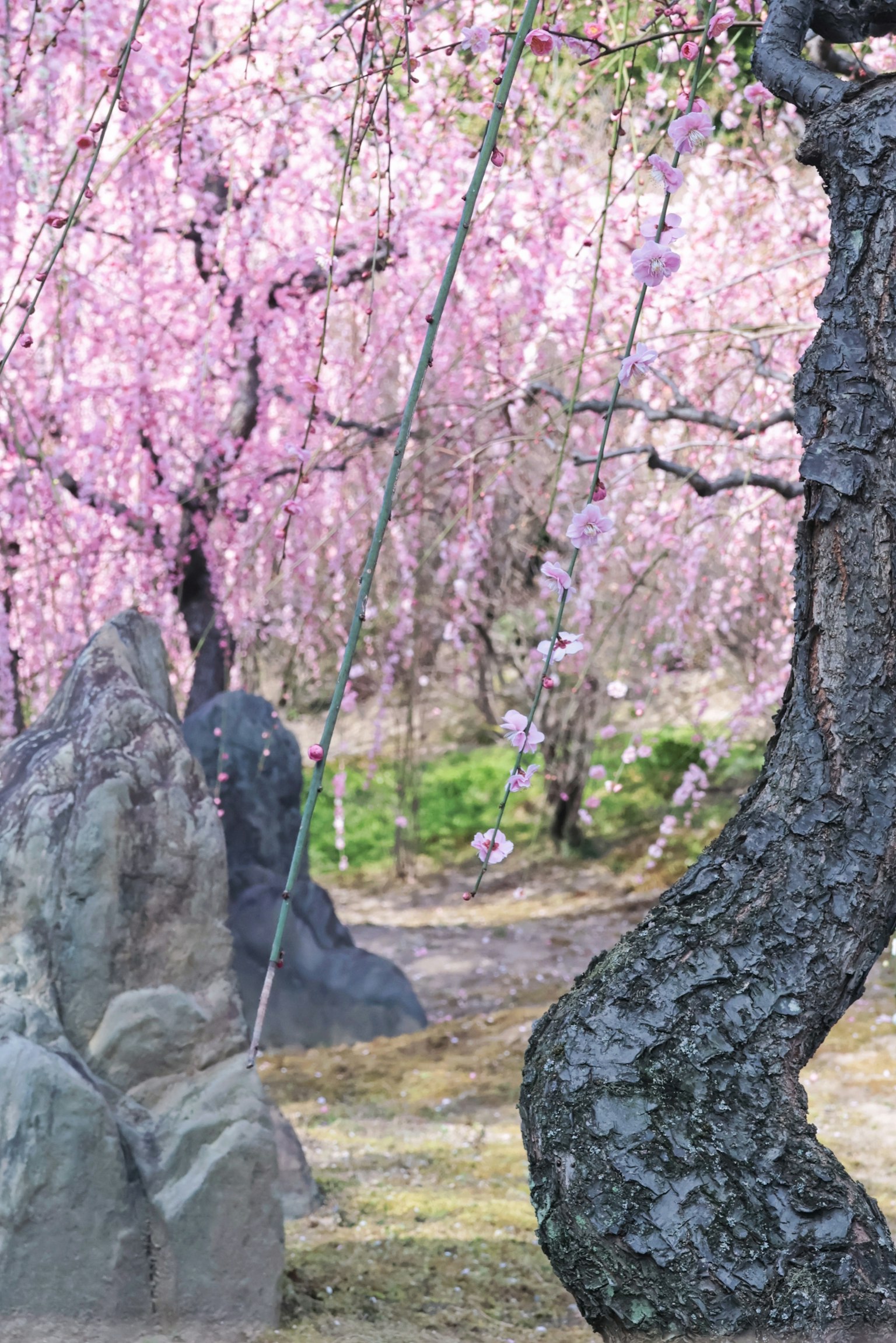 Paysage magnifique entouré d'arbres en fleurs rose