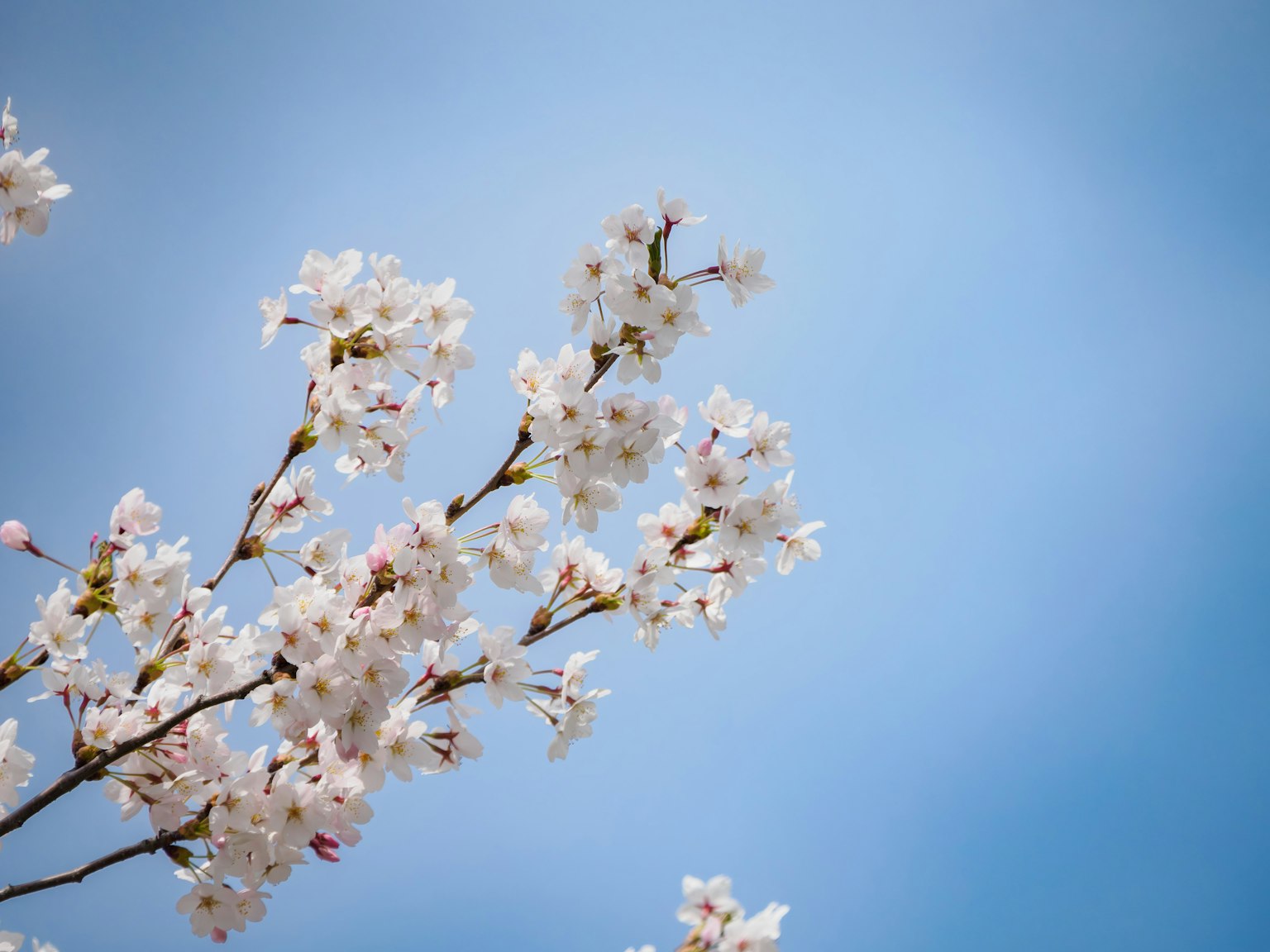 Branches de cerisiers en fleurs sous un ciel bleu