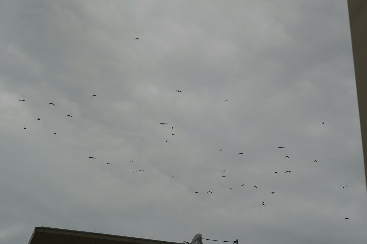 Un groupe d'oiseaux volant dans un ciel nuageux