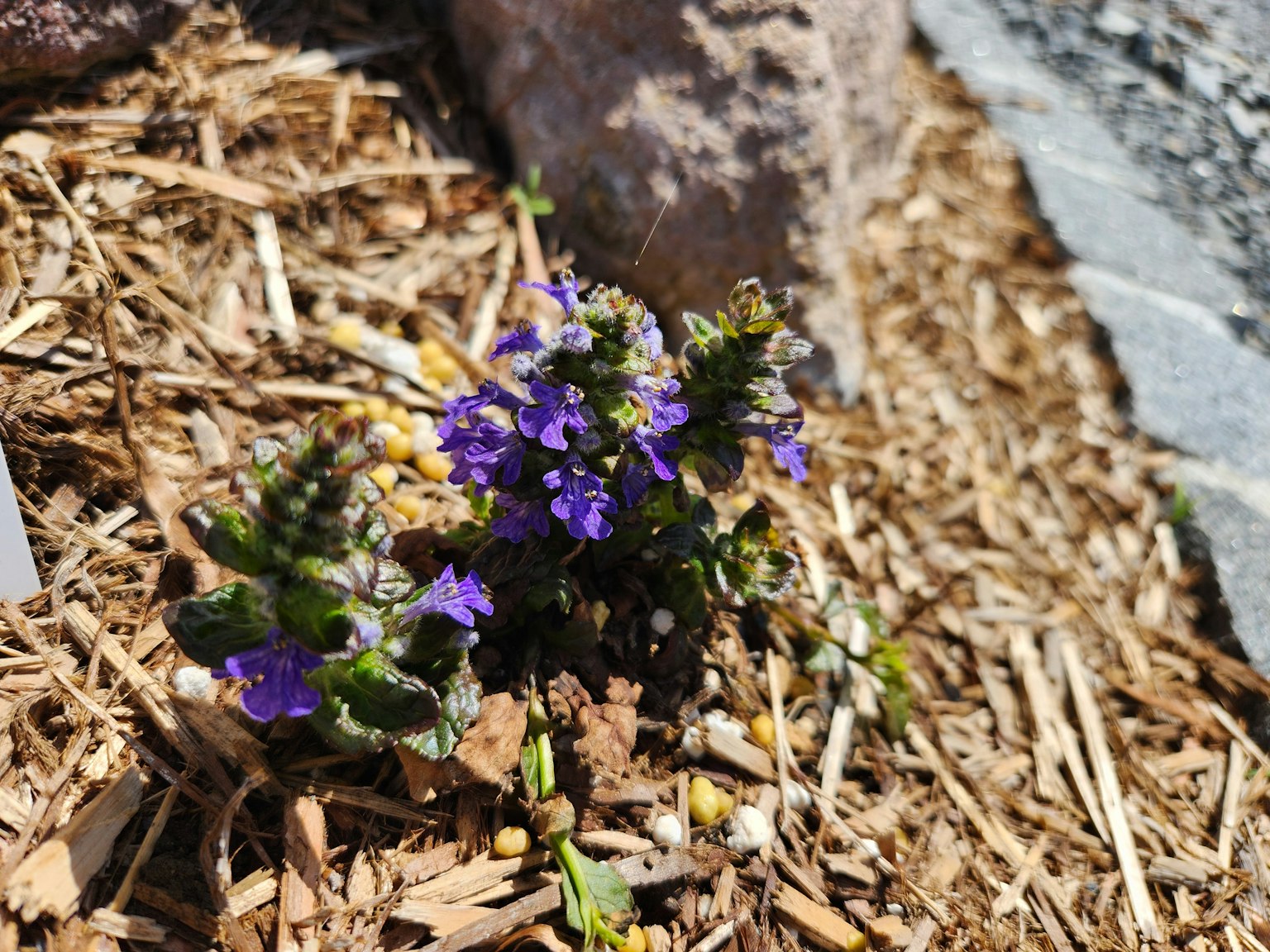 Small purple flowers blooming among mulch and stones