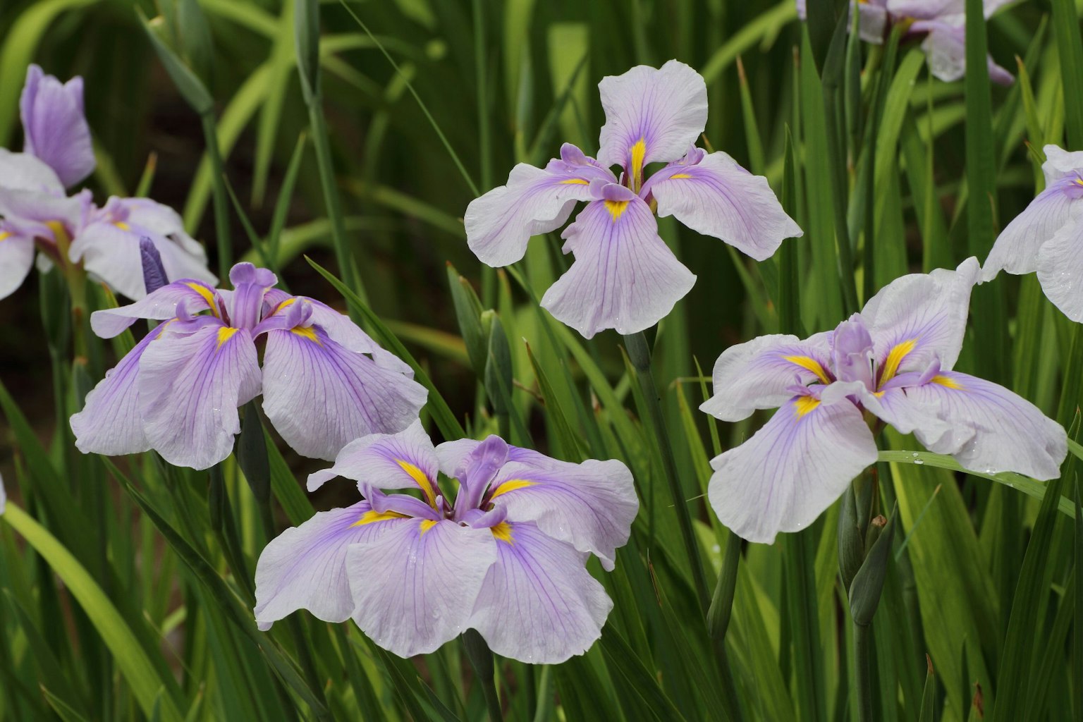 Büschel von lavendelfarbenen Irisblumen, die im grünen Gras blühen