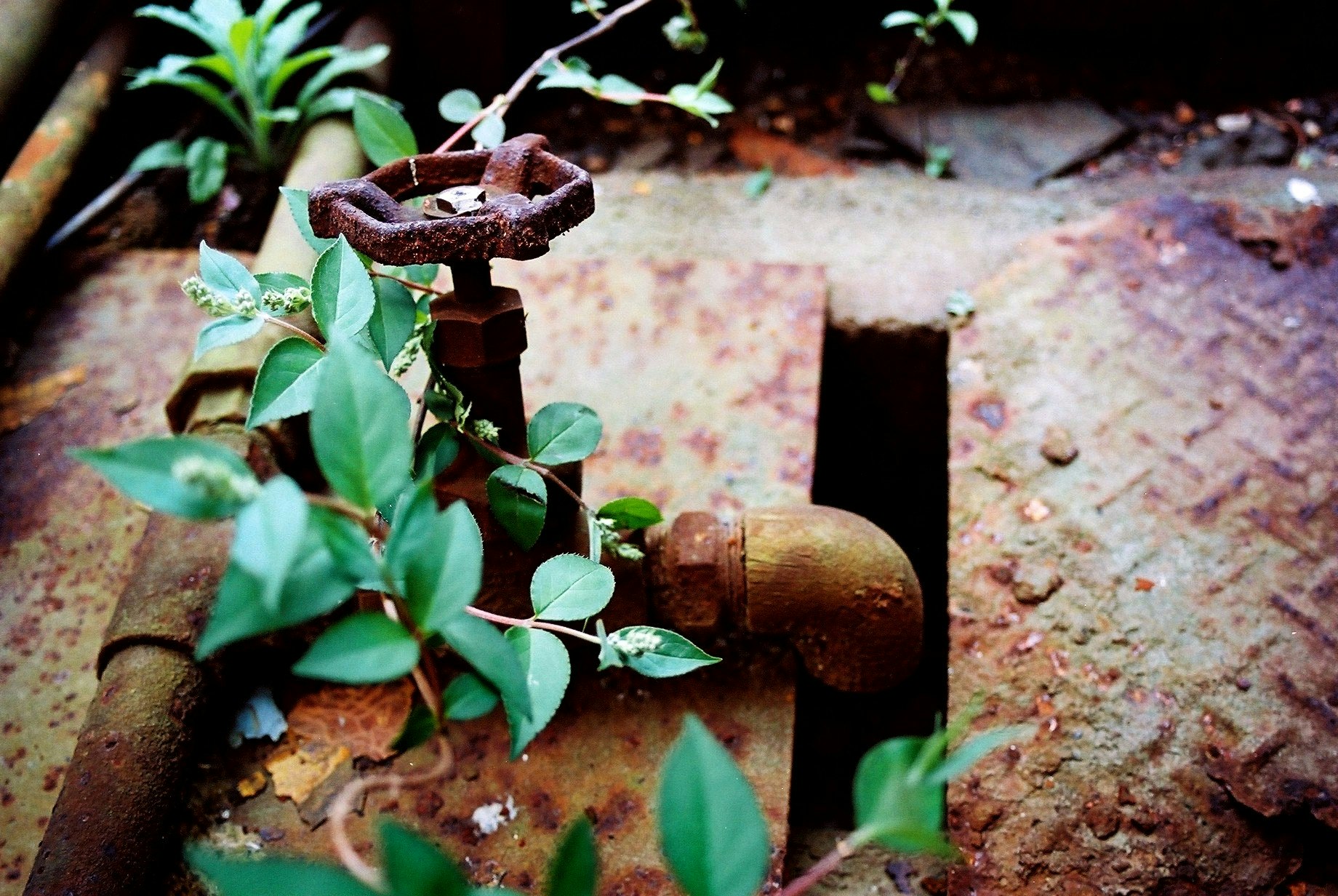 錆びた廃墟の床に生える植物とフィルム風の質感