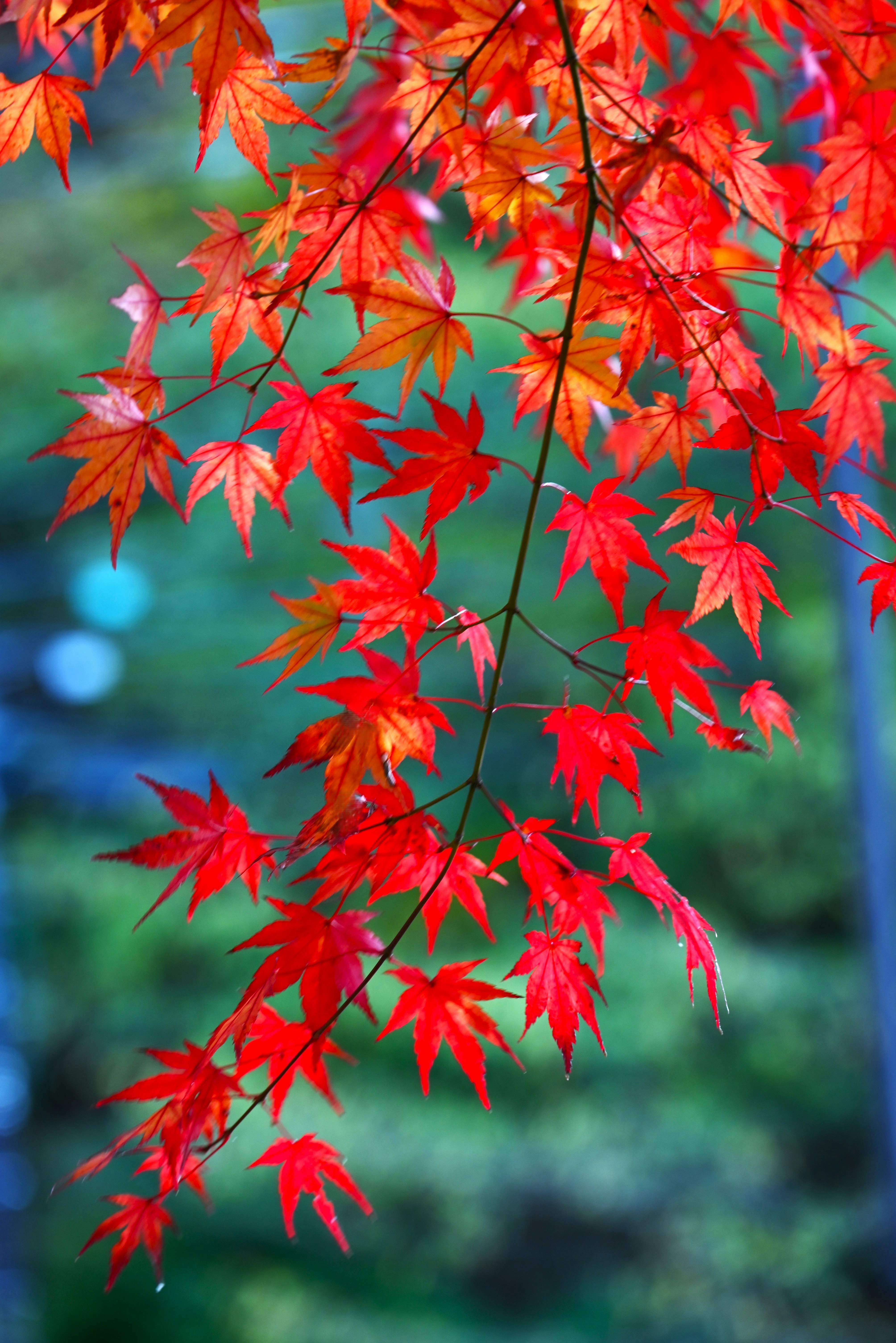 紅葉の葉が鮮やかに映る背景ボケの風景