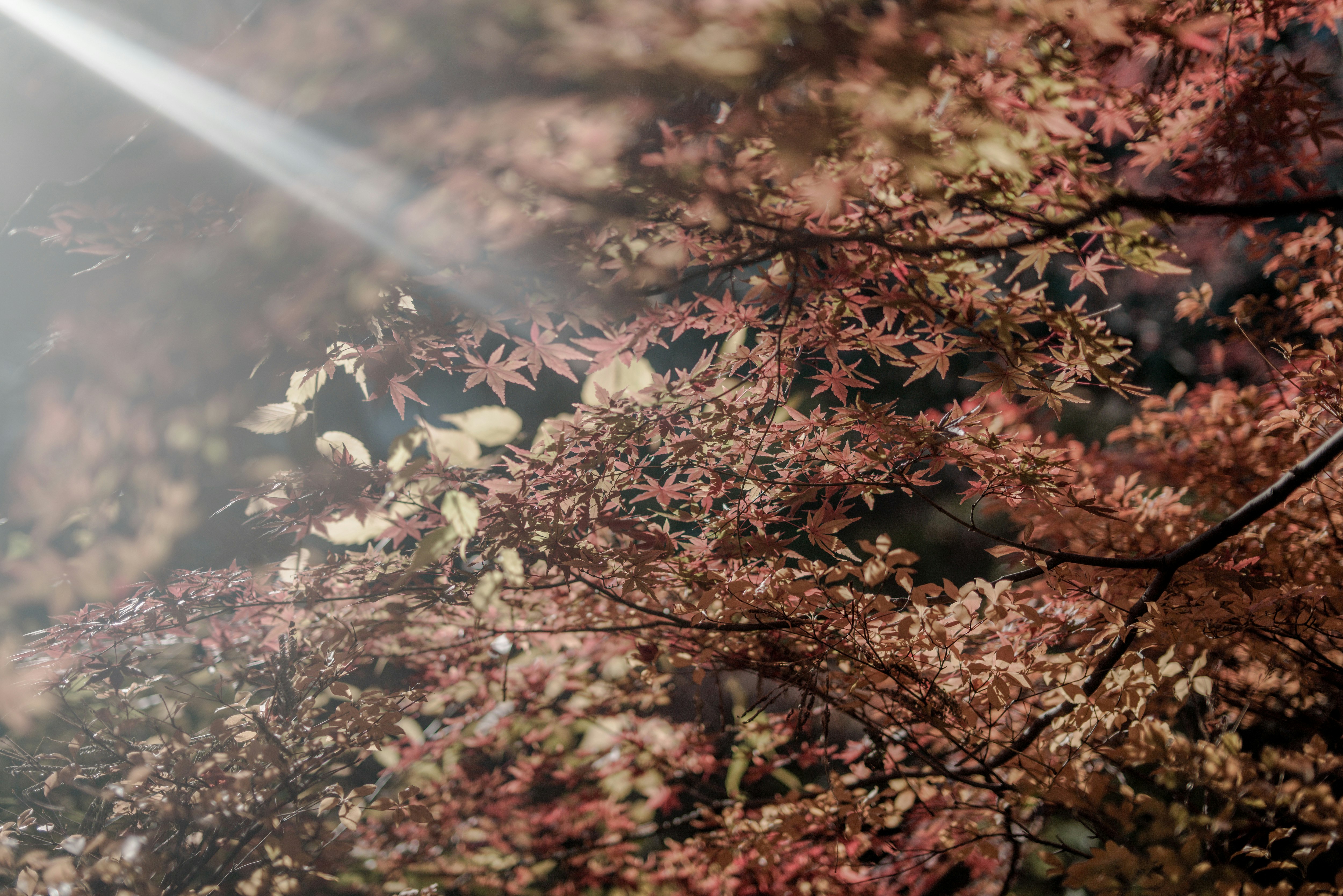 Autumn maple leaves with sunbeams shining through branches