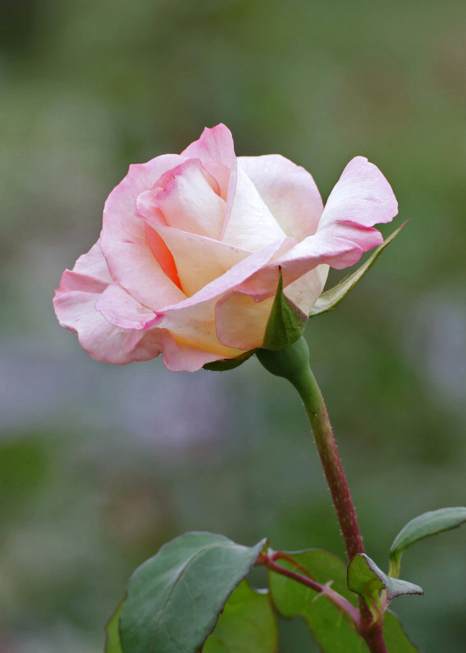 Une rose rose pâle se détache sur un fond vert
