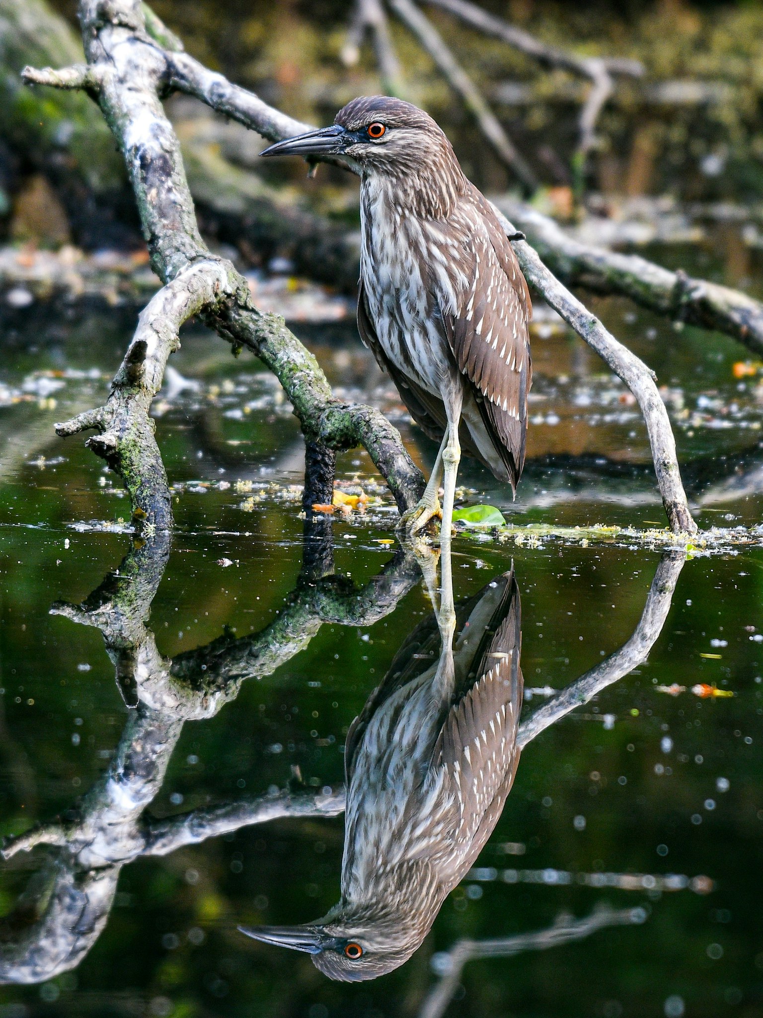 Un oiseau debout sur une branche près de l'eau avec son reflet visible