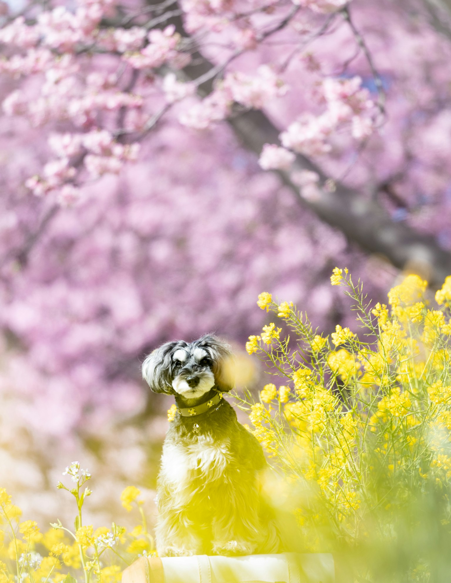 A dog sitting surrounded by cherry blossoms and yellow flowers