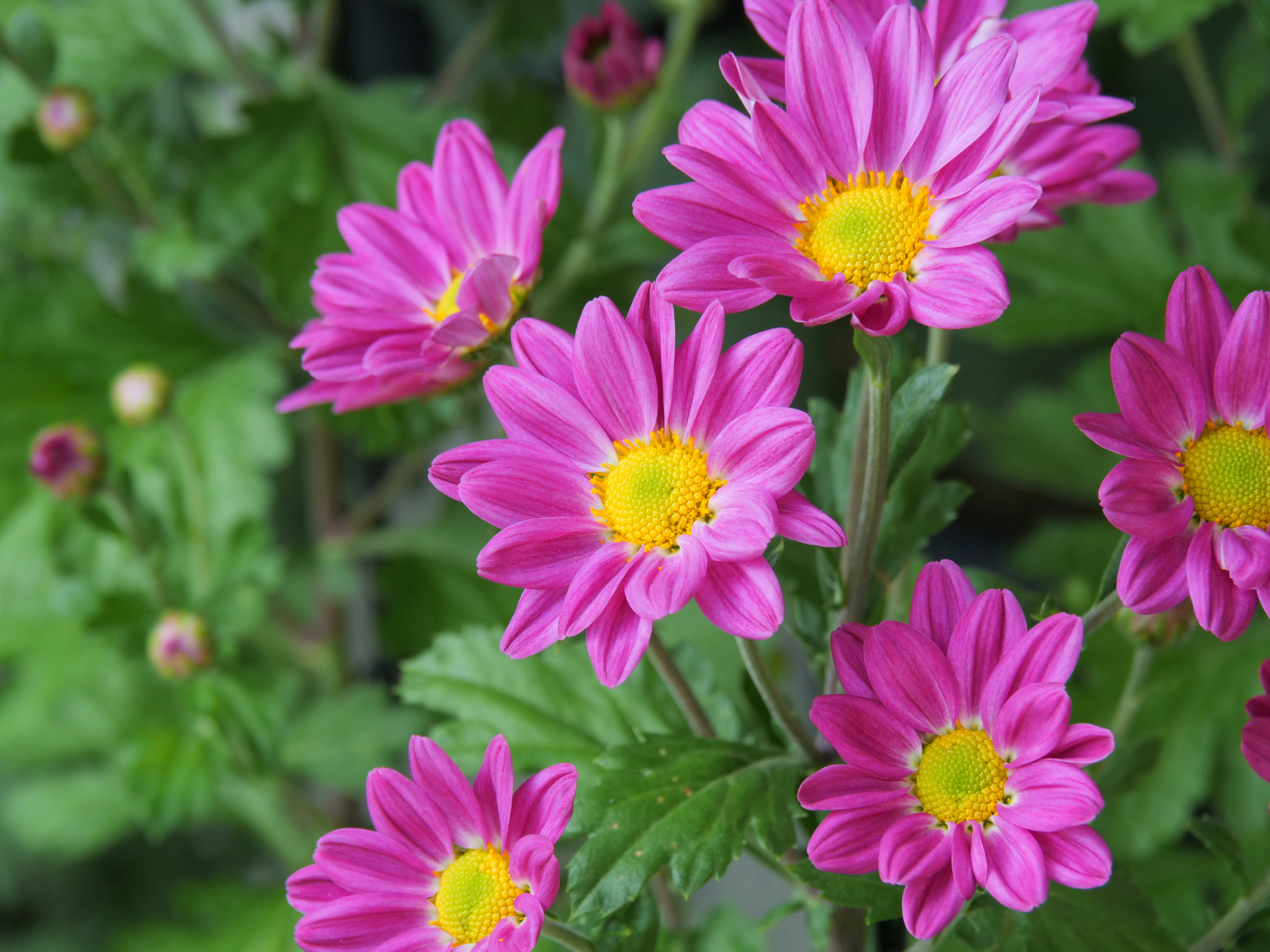 ピンクの菊の花が咲く花壇のクローズアップ
