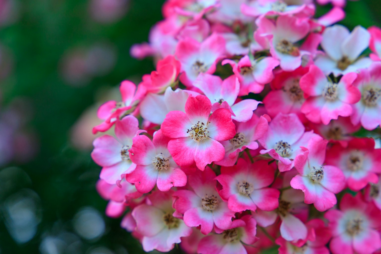 Beautiful bouquet of vibrant pink and white flowers