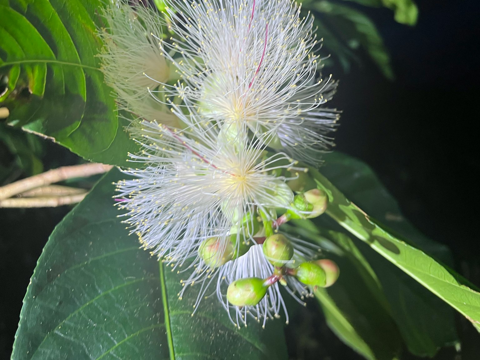 Gros plan d'une plante avec des fleurs blanches et des feuilles vertes