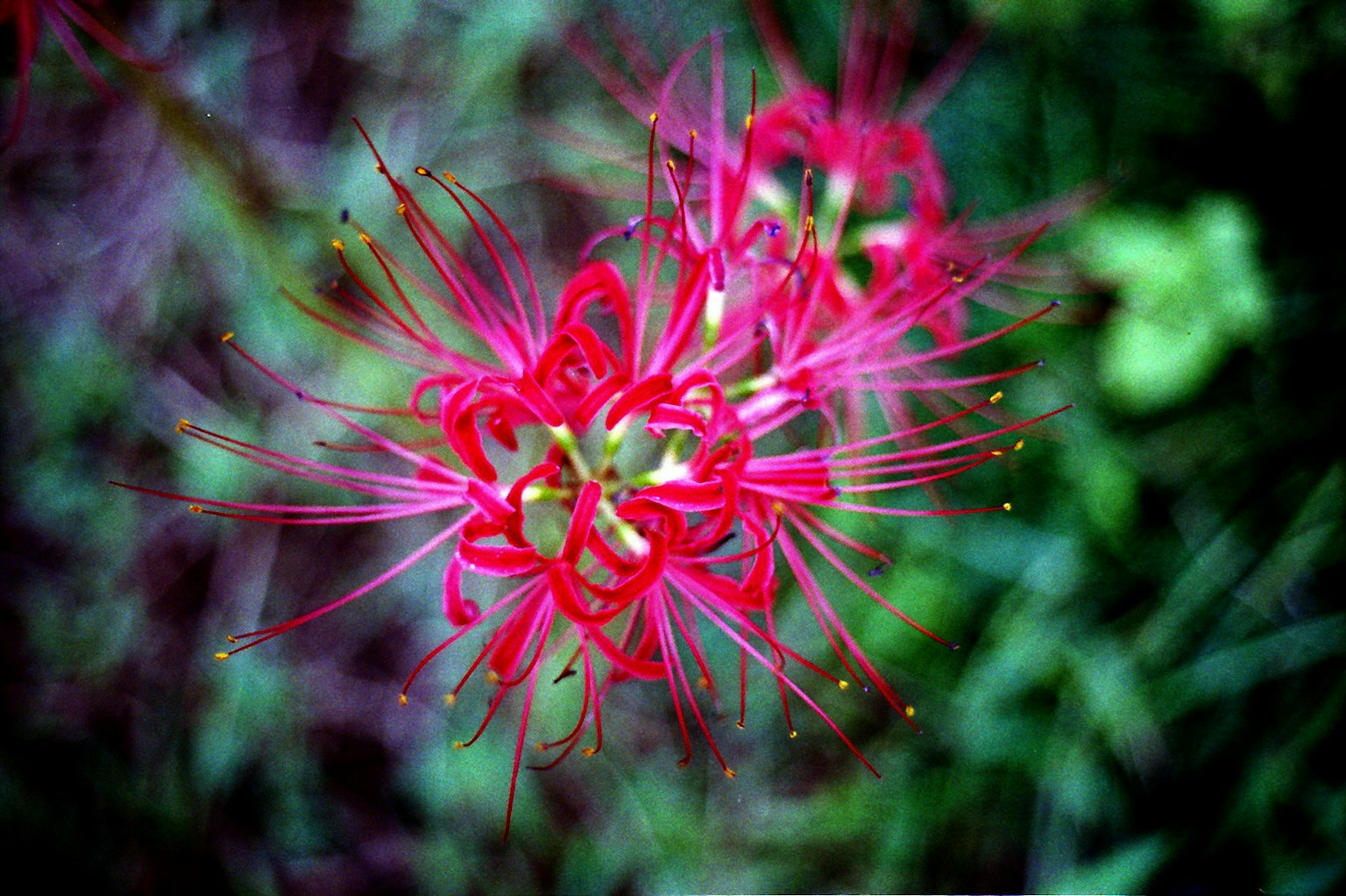 Lebendige rote Blume mit langen Blütenblättern vor grünem Hintergrund