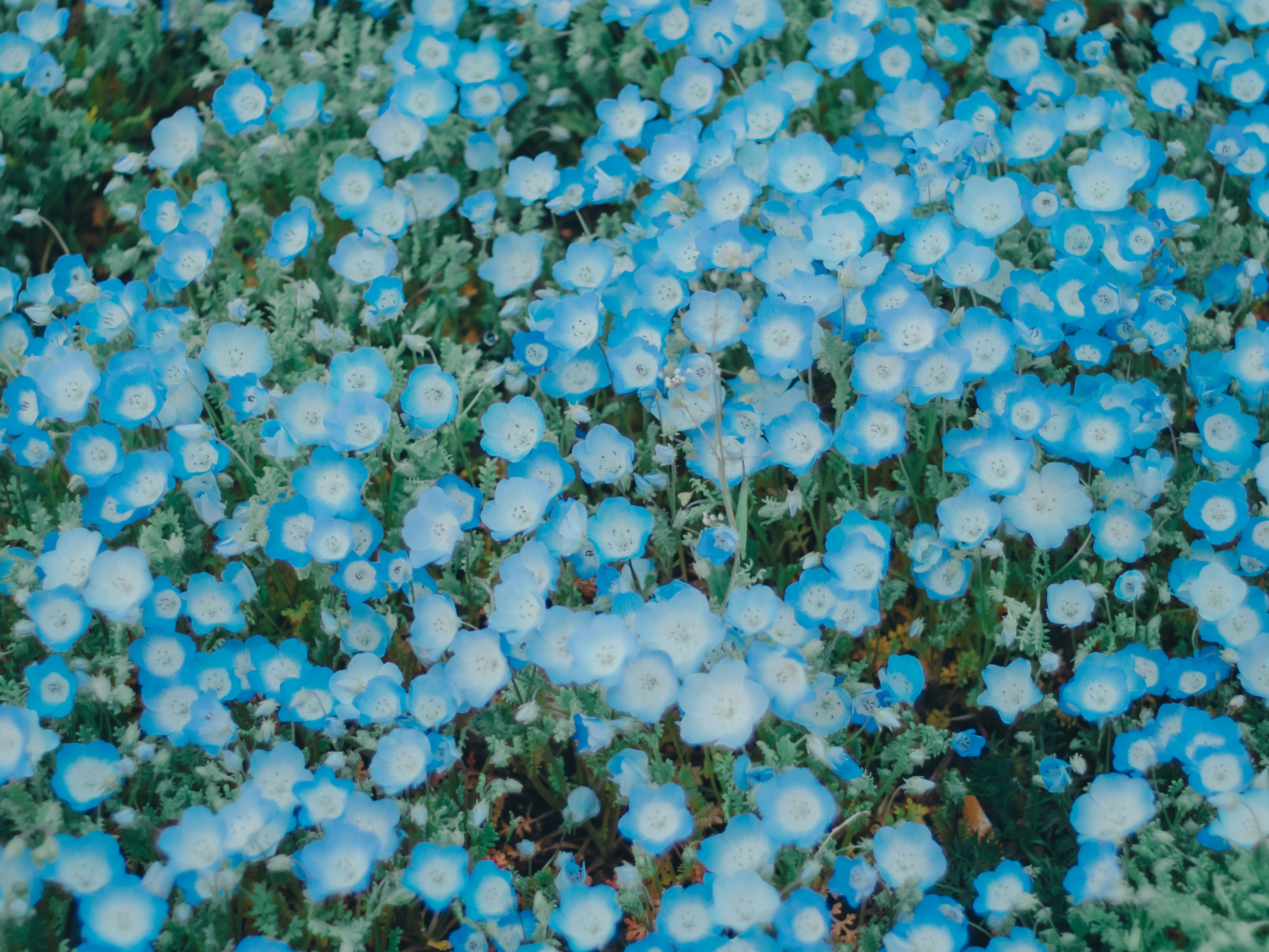 青い花が群生する花畑のアップ