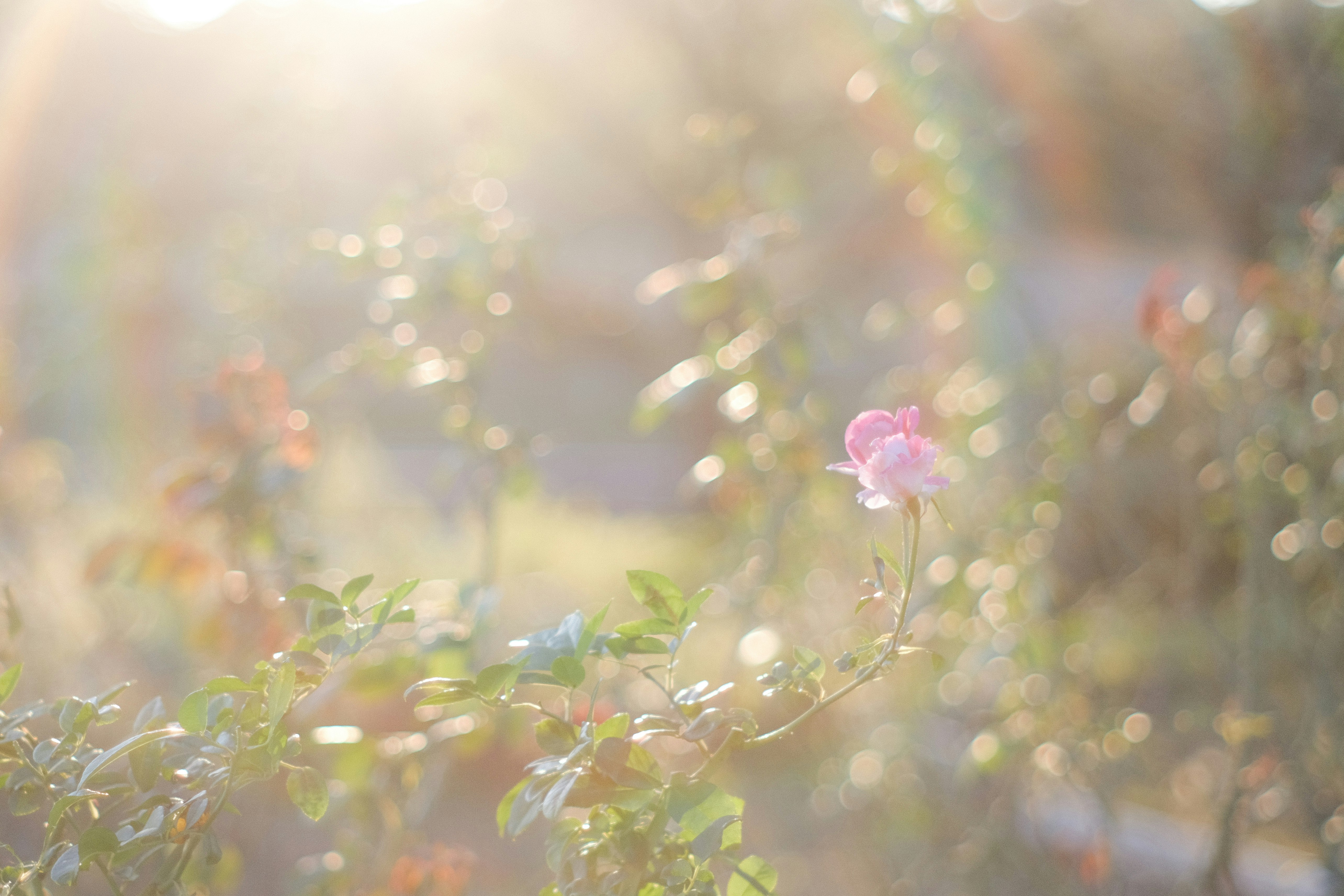 西日に輝く秋薔薇のやわらかな光とゴースト、玉ボケのボケ味「画像」