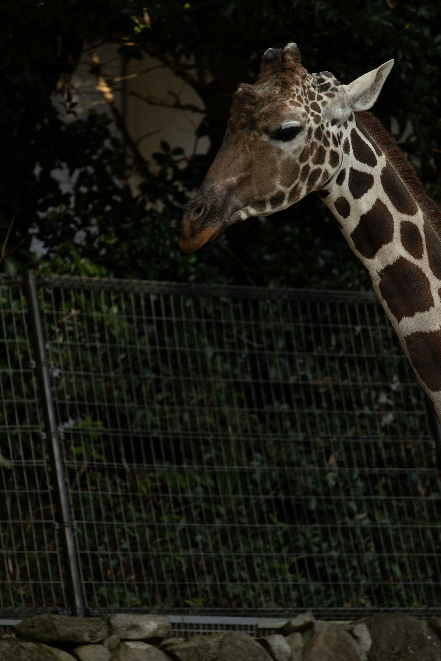 A giraffe with a long neck standing near a fence