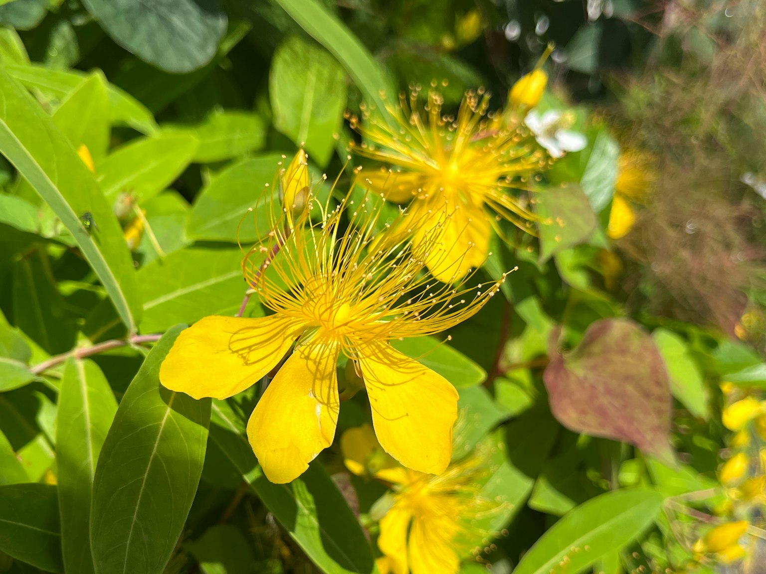 Gros plan d'une plante avec de vibrantes fleurs jaunes et des feuilles vertes