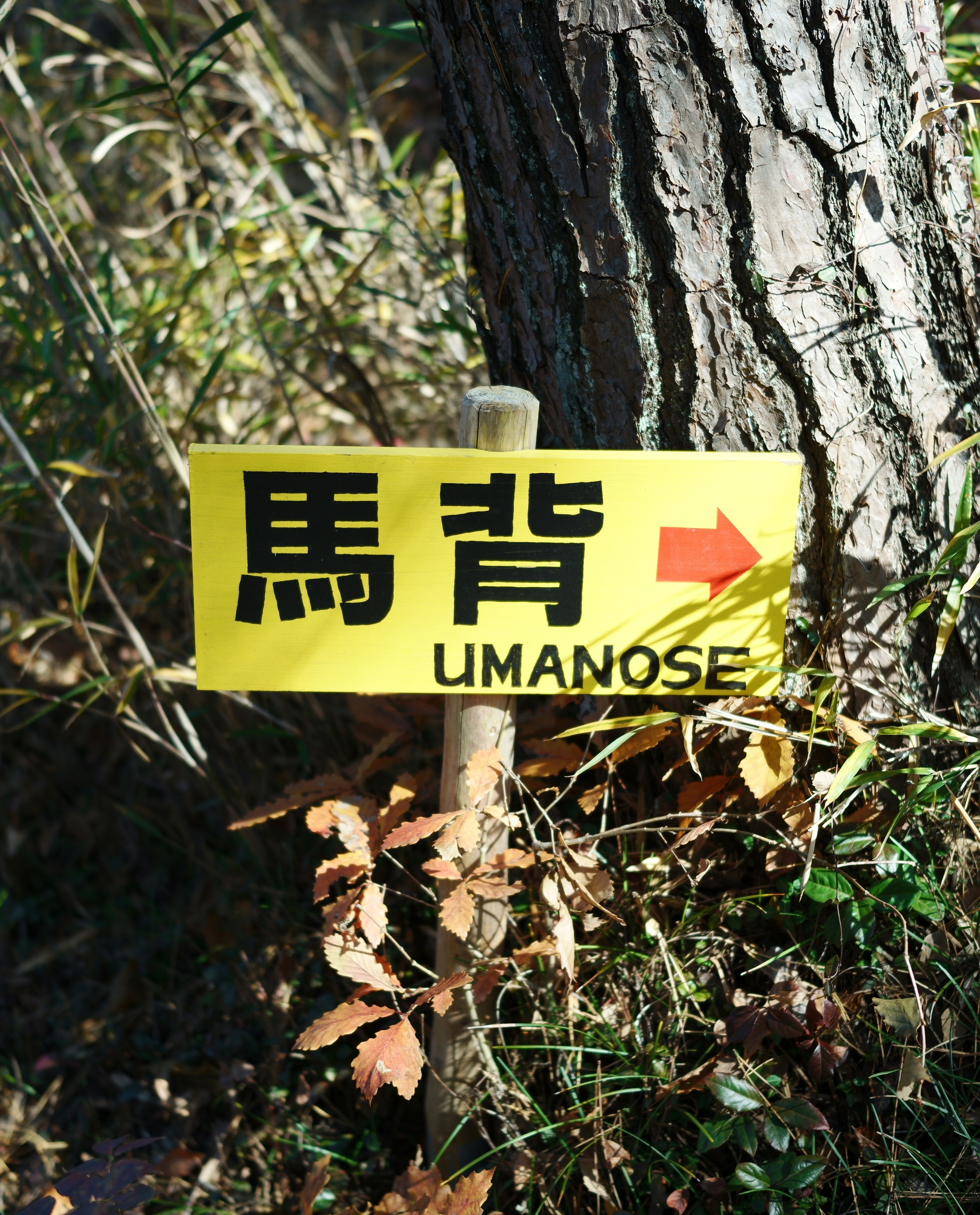 树干上贴着“UMANNOSE”标牌和箭头