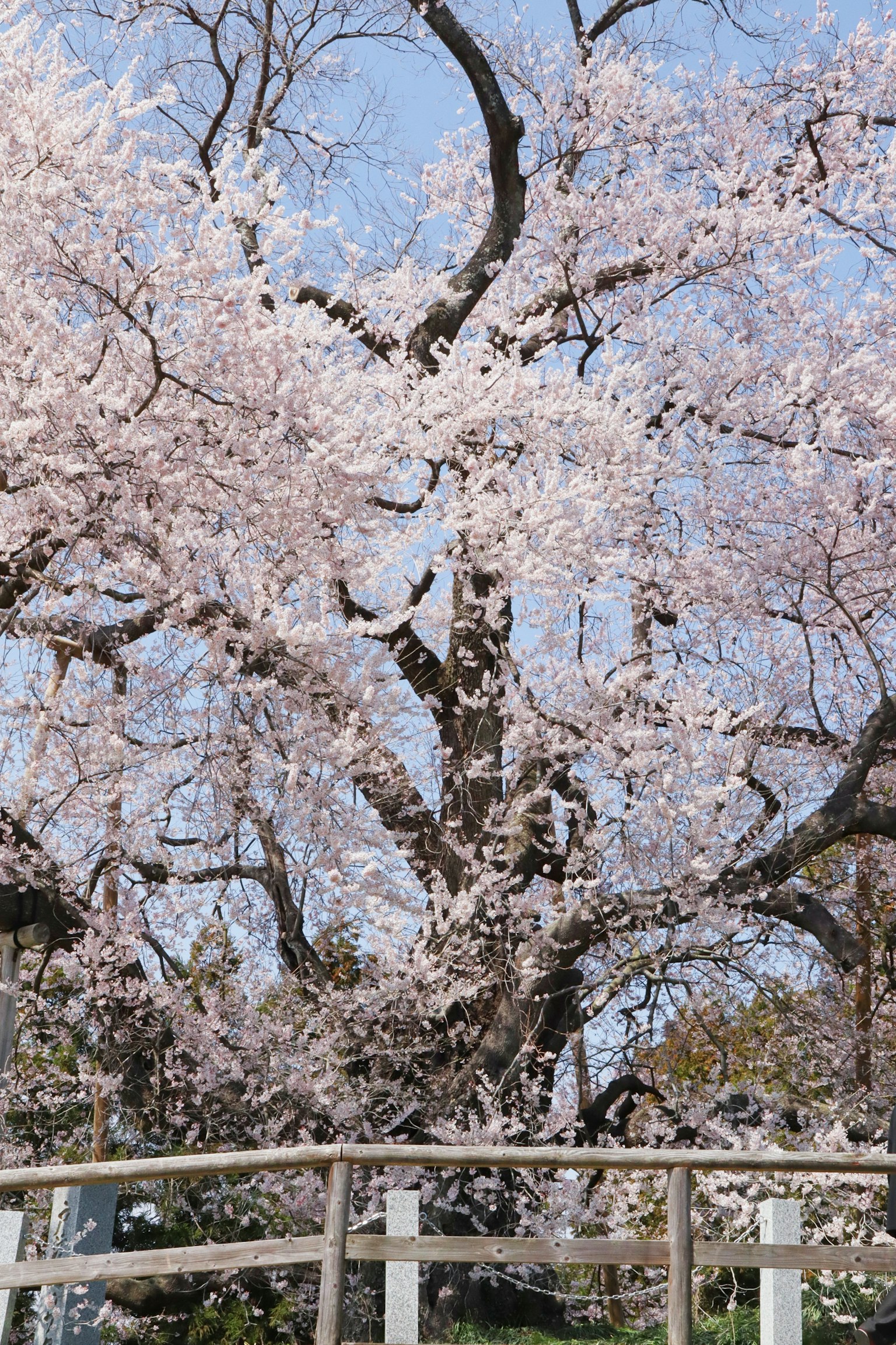 Grande albero di ciliegio in fiore contro un cielo blu