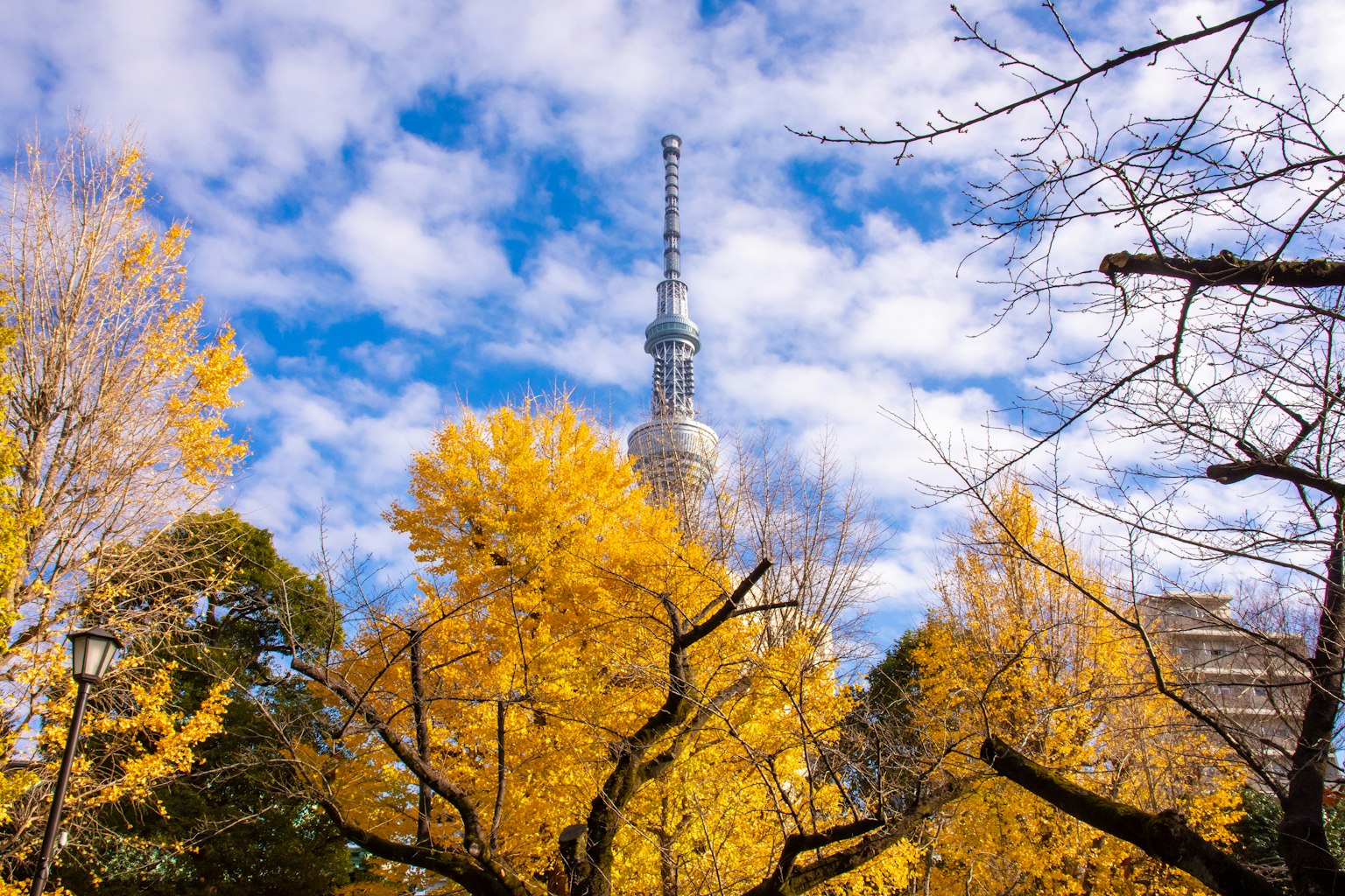 Vista della Torre di Tokyo circondata da alberi gialli d'autunno sotto un cielo blu con nuvole