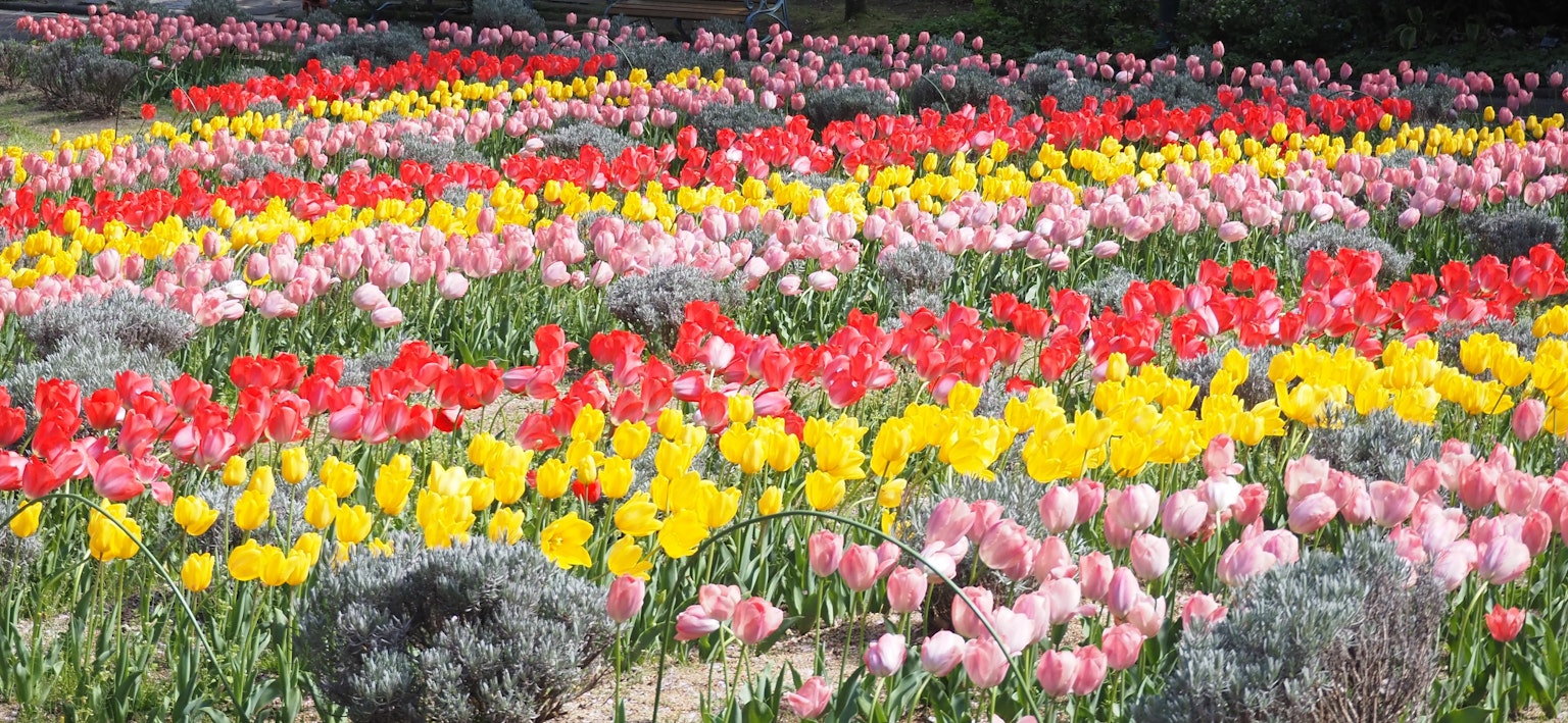 Campo de tulipanes coloridos con filas de tulipanes rojos amarillos rosas