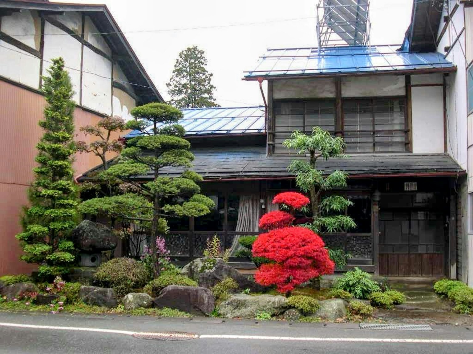 传统日本房屋与美丽花园，特色为绿色松树和醒目的红色花树
