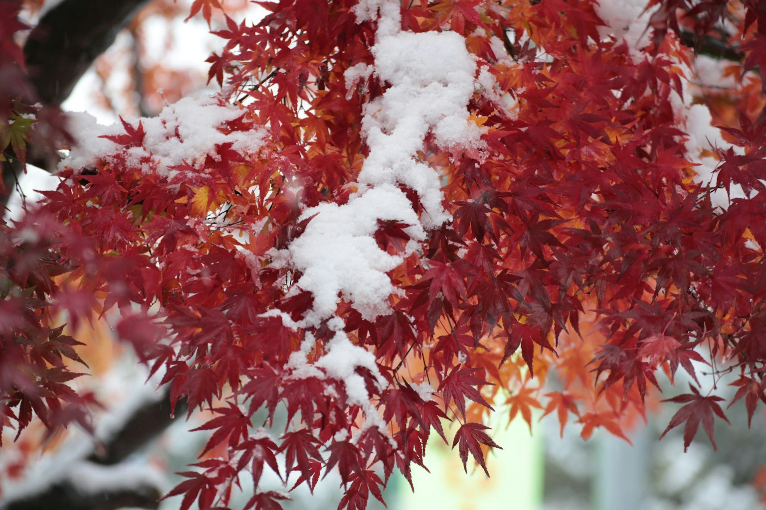 特写的红枫叶被雪覆盖
