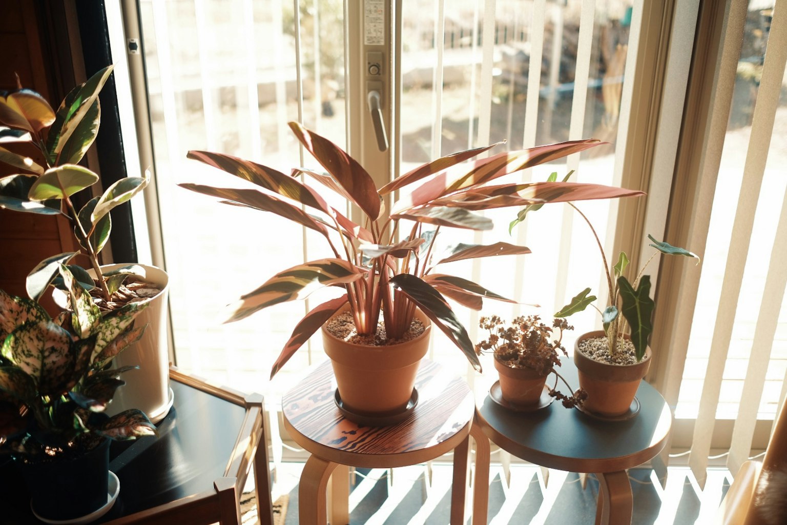 Indoor plants arranged by a window with natural light