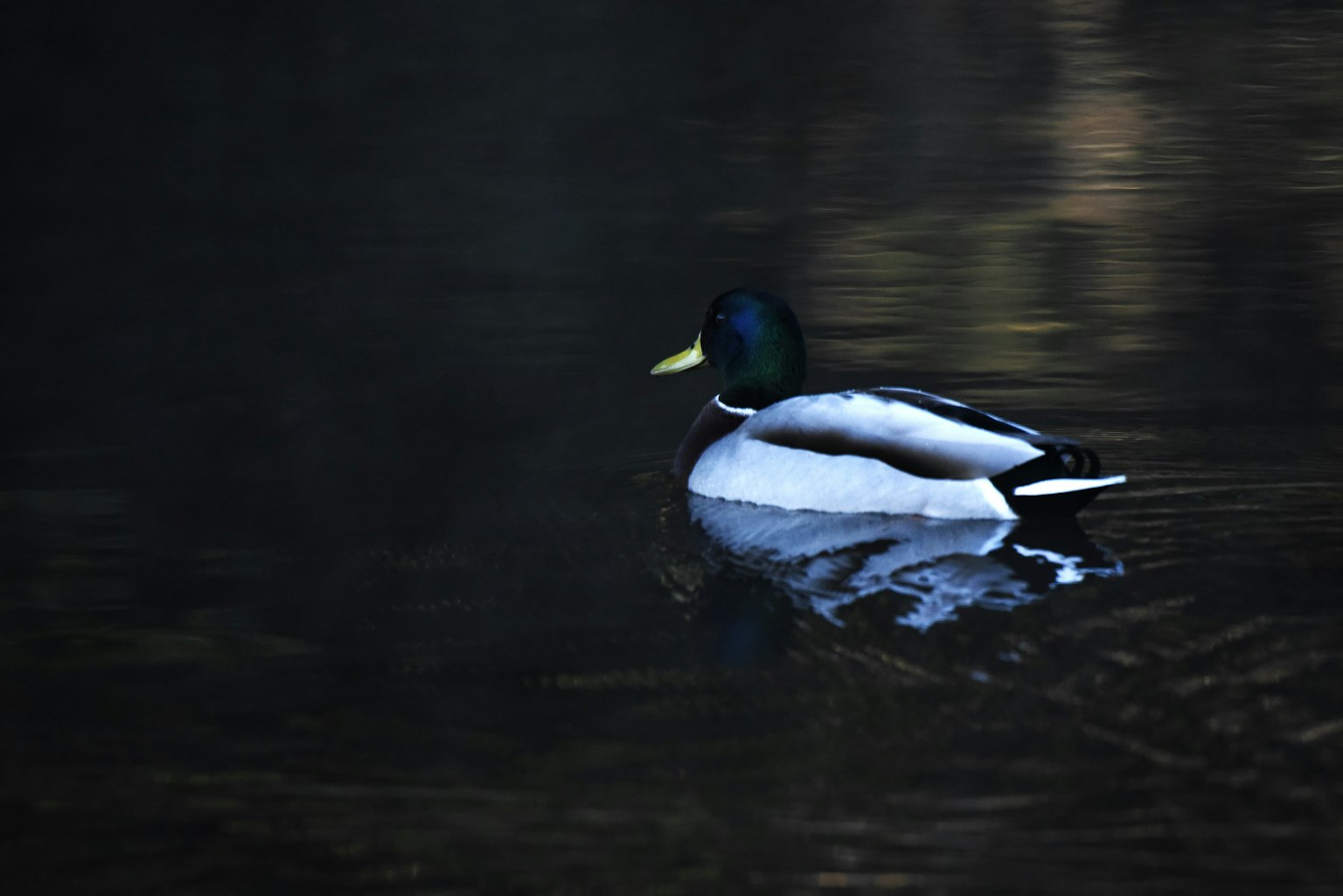 A mallard duck swimming on the water surface