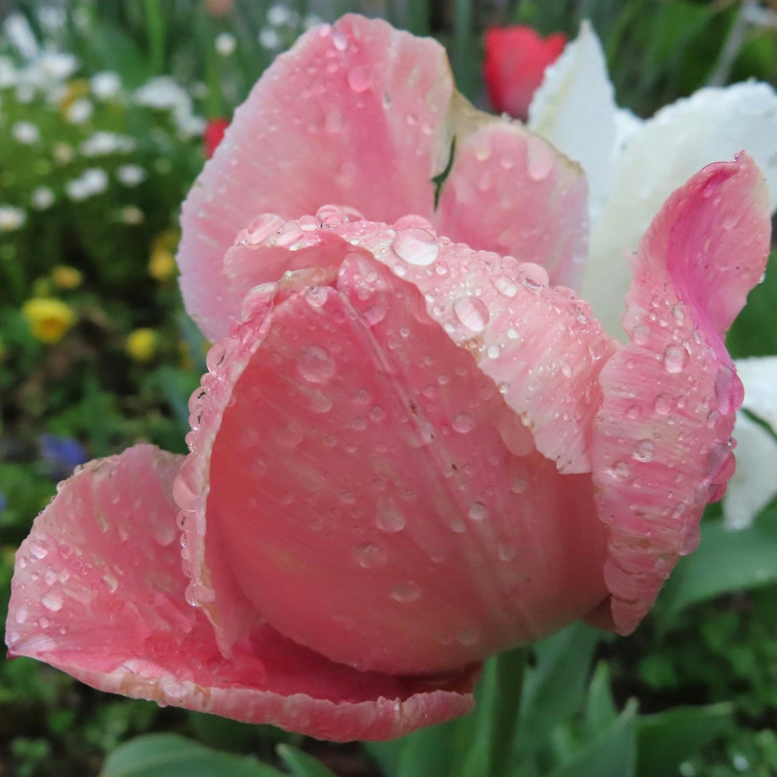 Gros plan d'une tulipe rose avec des gouttes d'eau sur ses pétales entourée de verdure