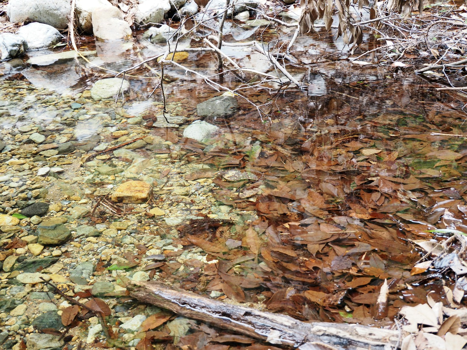 Clear water surface with floating leaves and stones