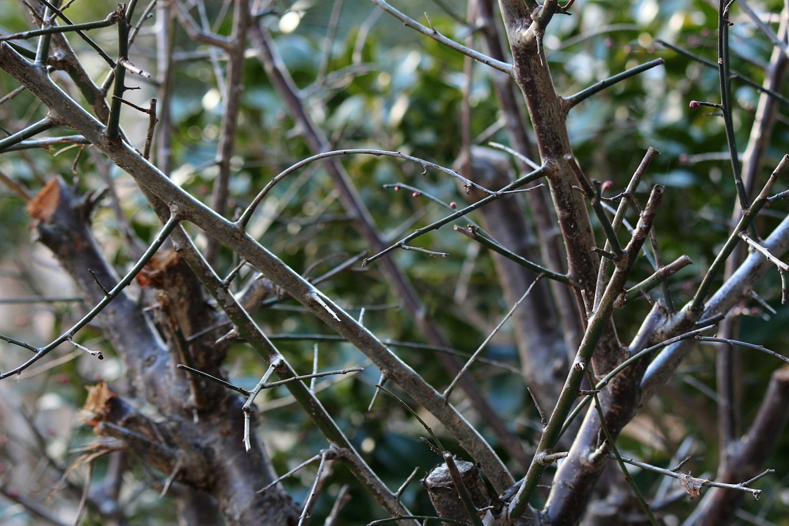 Gros plan de branches fines avec des épines dans un buisson