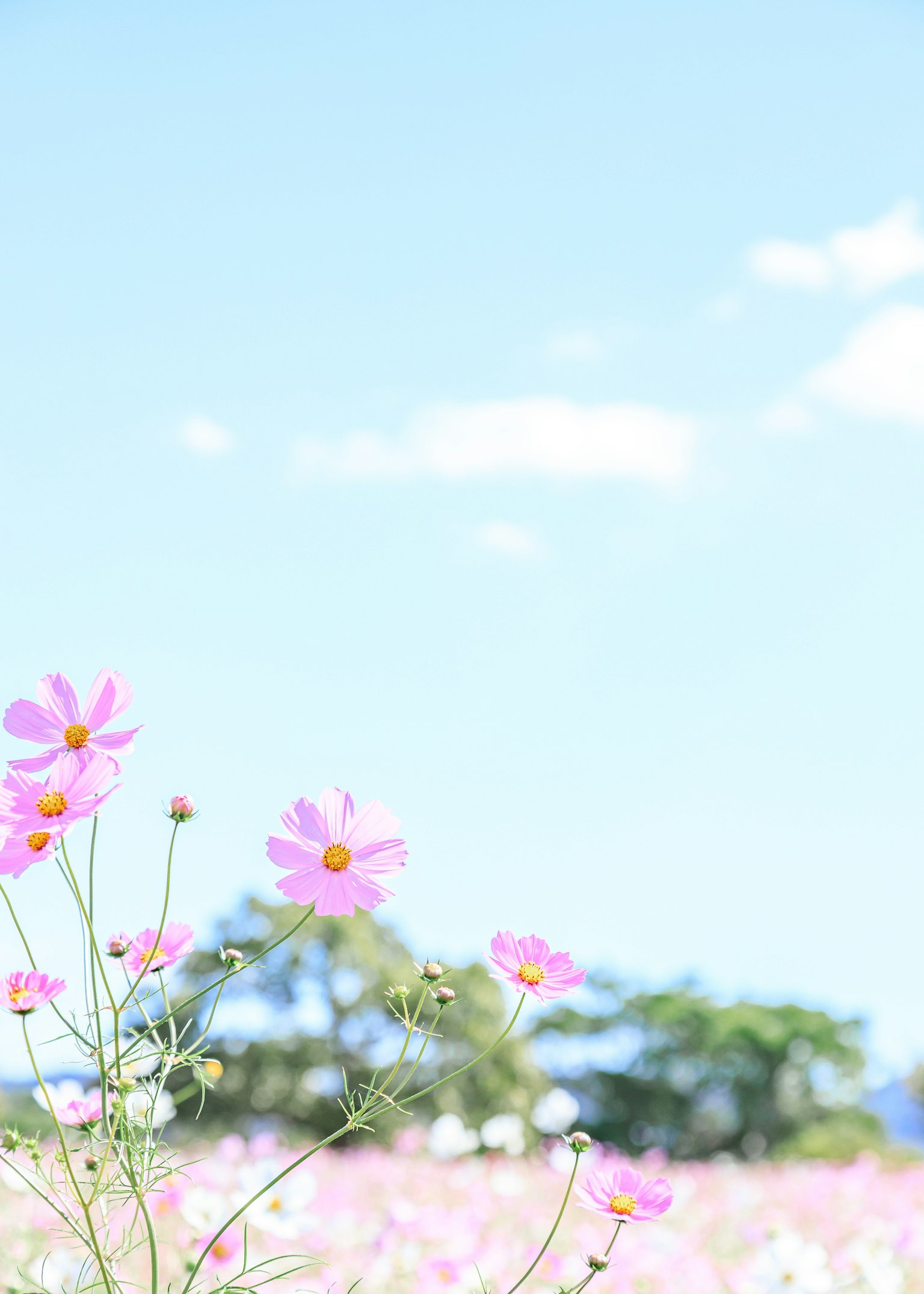 Fleurs de cosmos roses fleurissant sous un ciel bleu avec des arbres verts